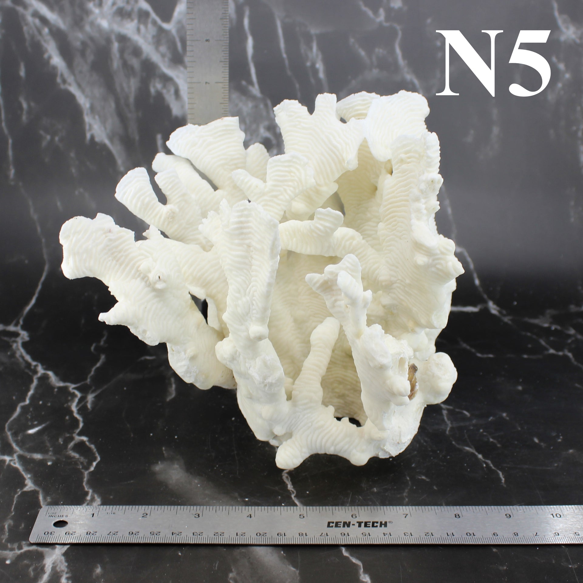 Coral rugoso de 7 a 10 pulgadas