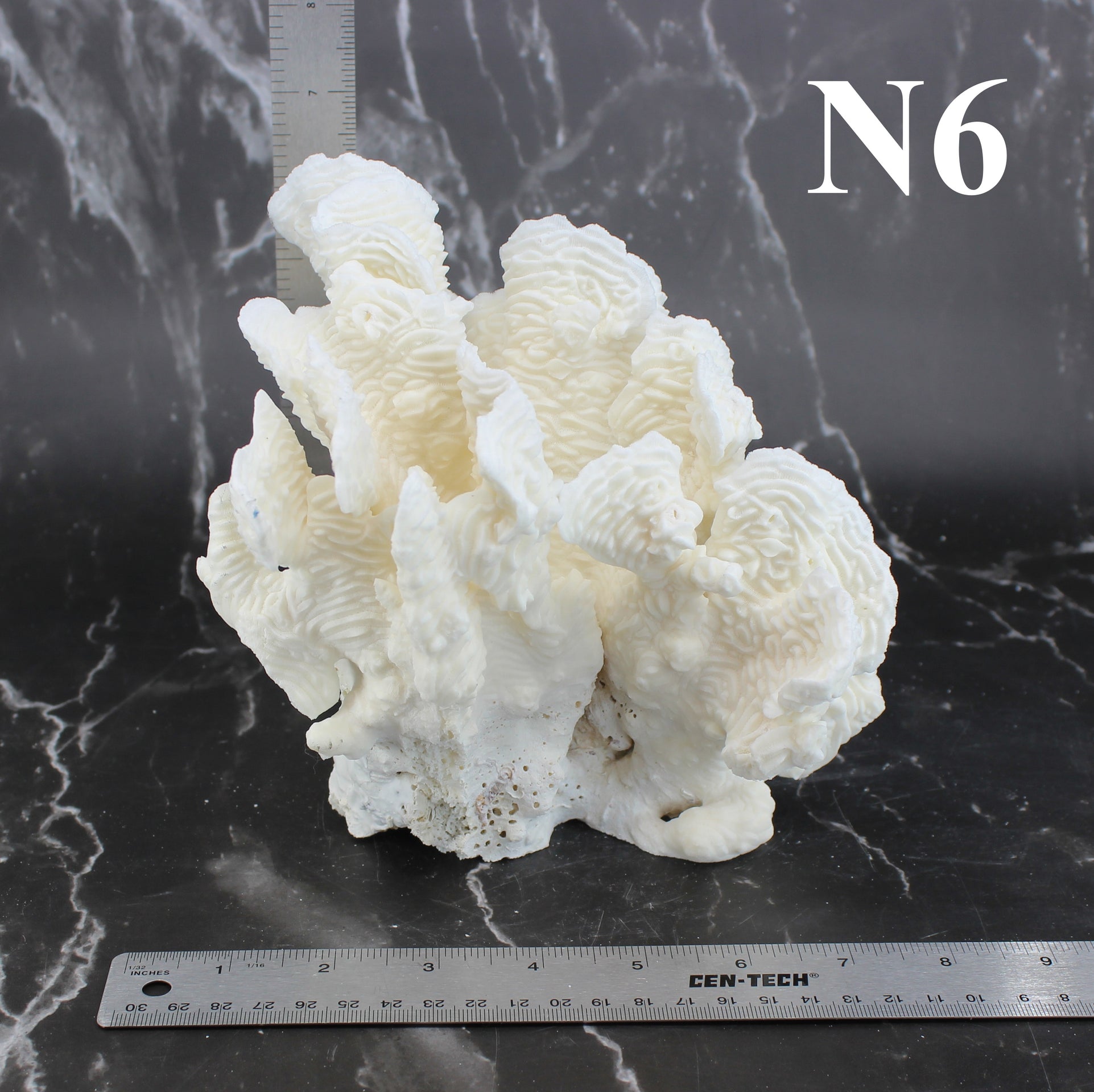 Coral rugoso de 7 a 10 pulgadas