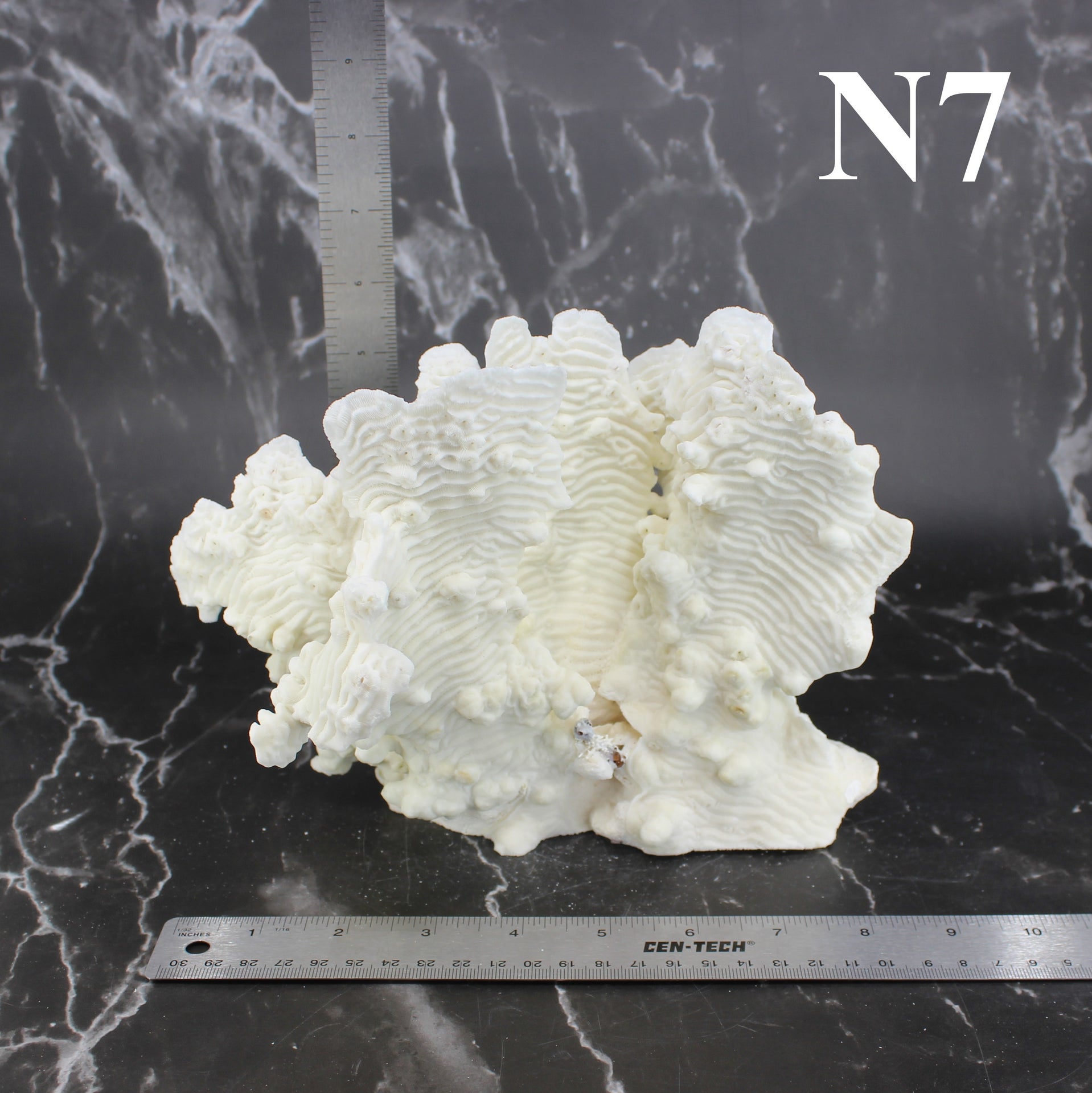 Coral rugoso de 7 a 10 pulgadas