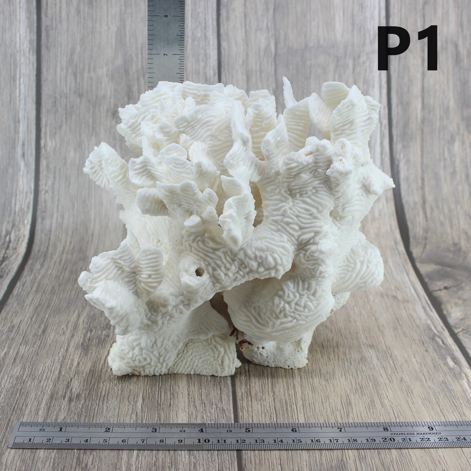 Coral rugoso de 7 a 10 pulgadas