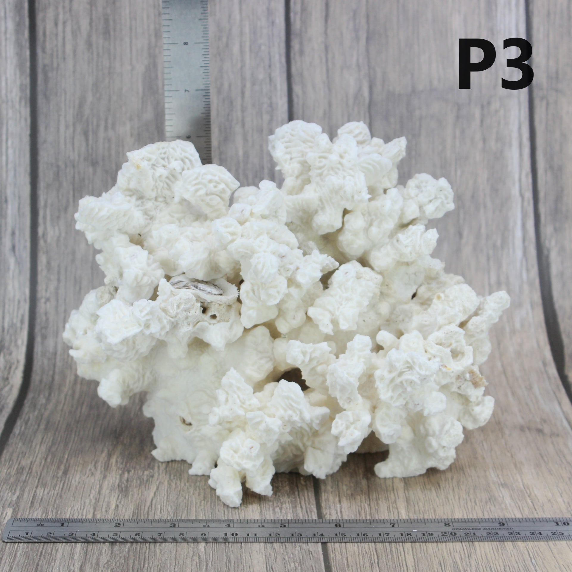 Coral rugoso de 7 a 10 pulgadas