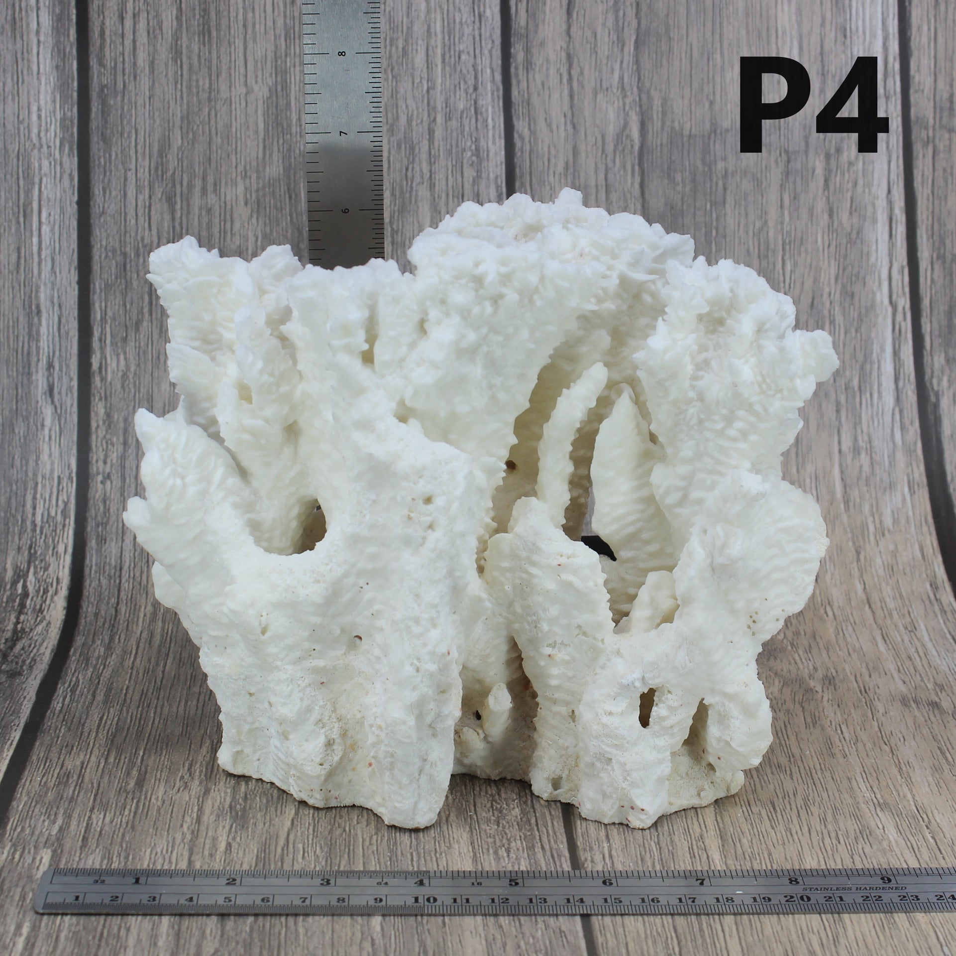 Coral rugoso de 7 a 10 pulgadas