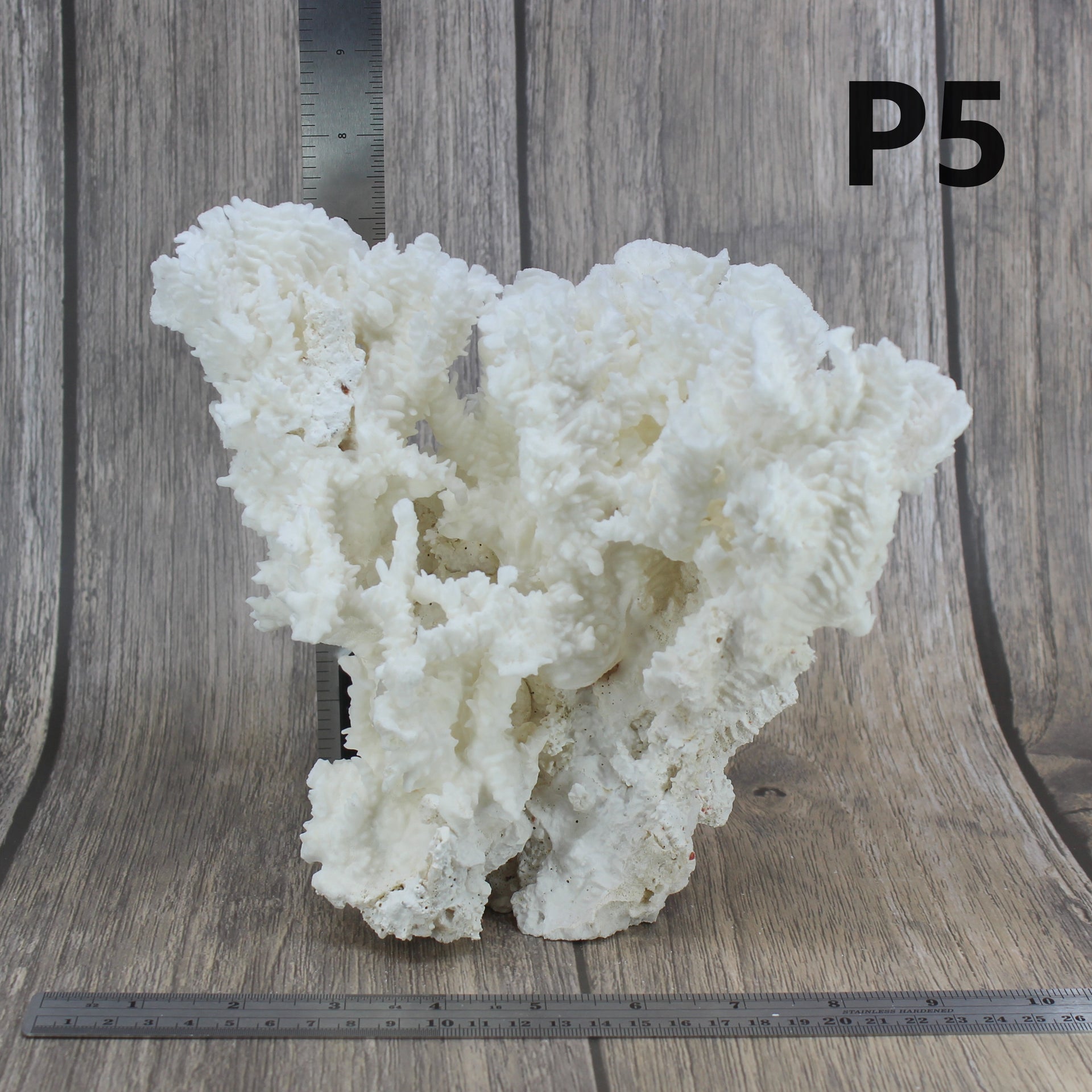 Coral rugoso de 7 a 10 pulgadas