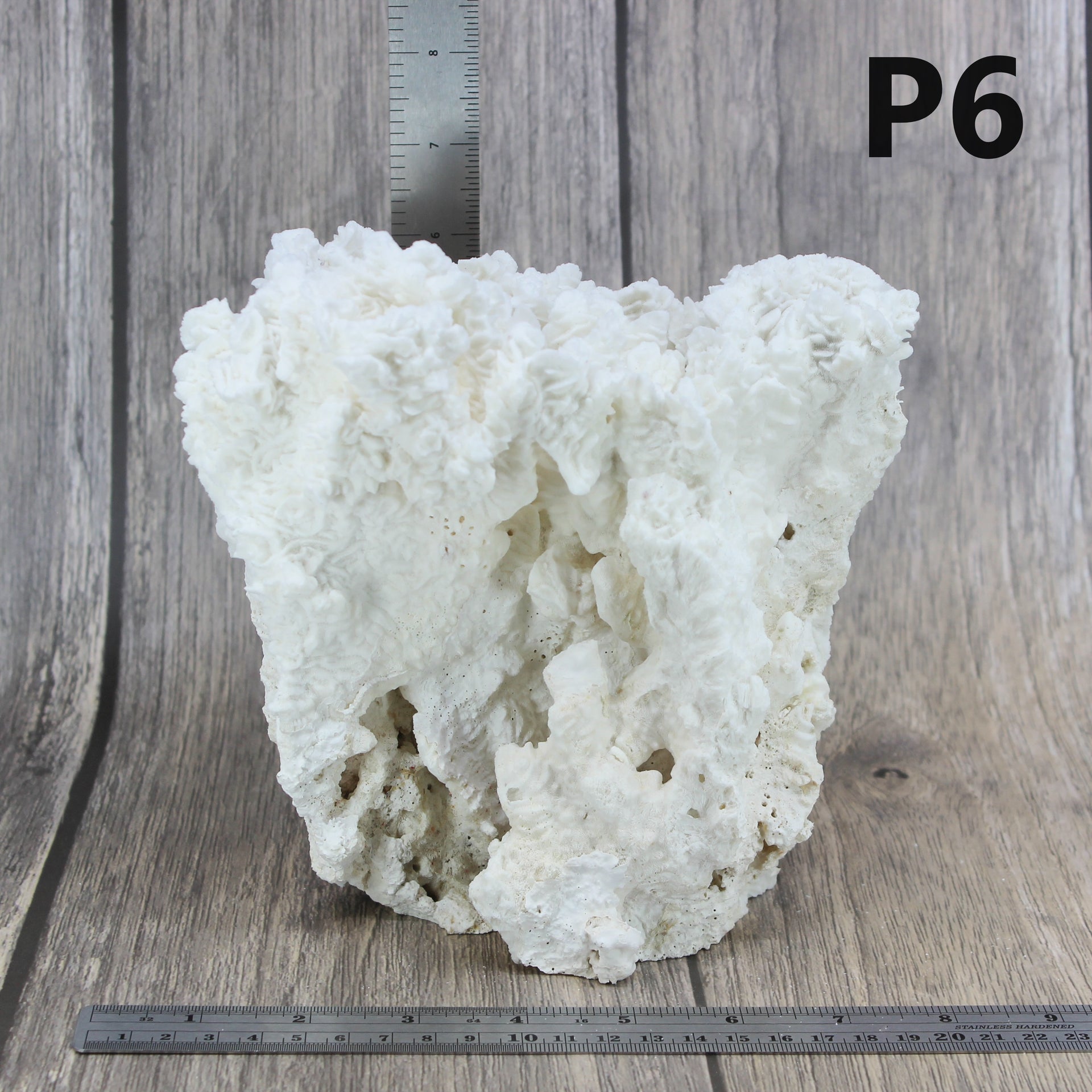 Coral rugoso de 7 a 10 pulgadas