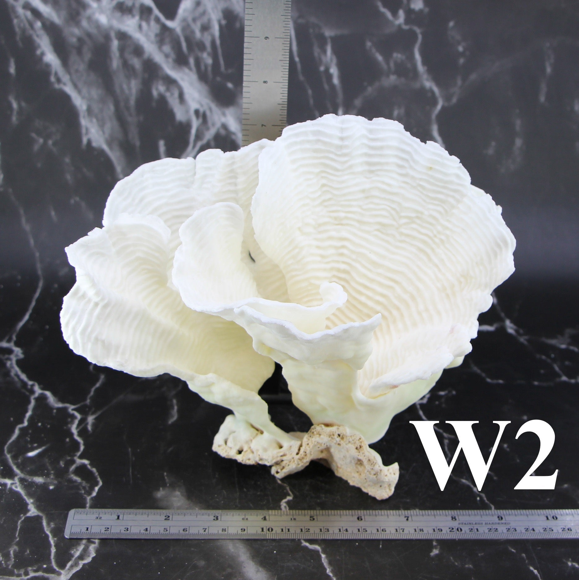 Rugosa Coral 7-10"