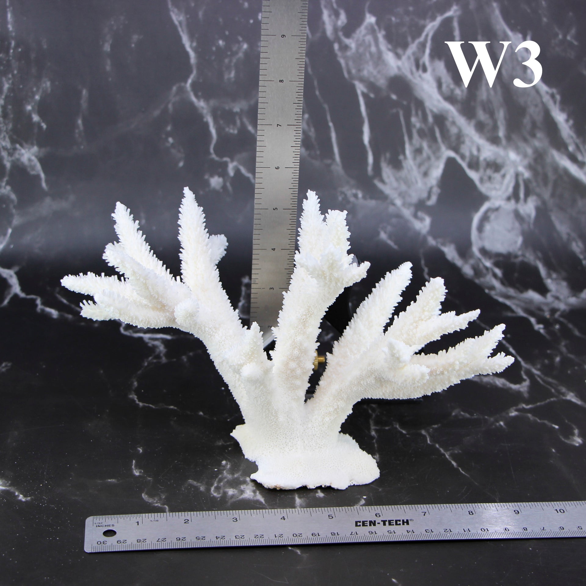 Staghorn Coral 7-10"