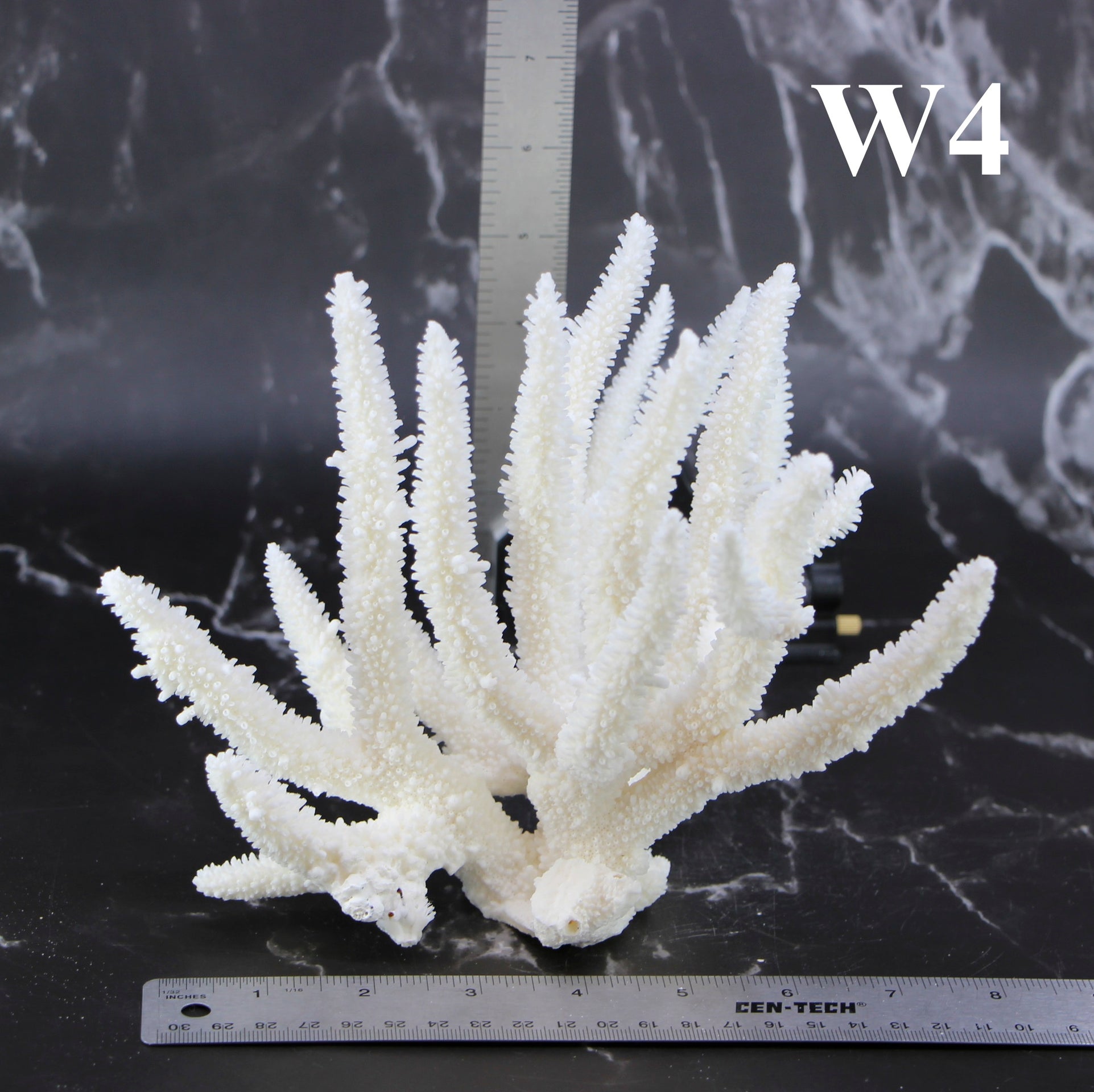 Staghorn Coral 7-10"