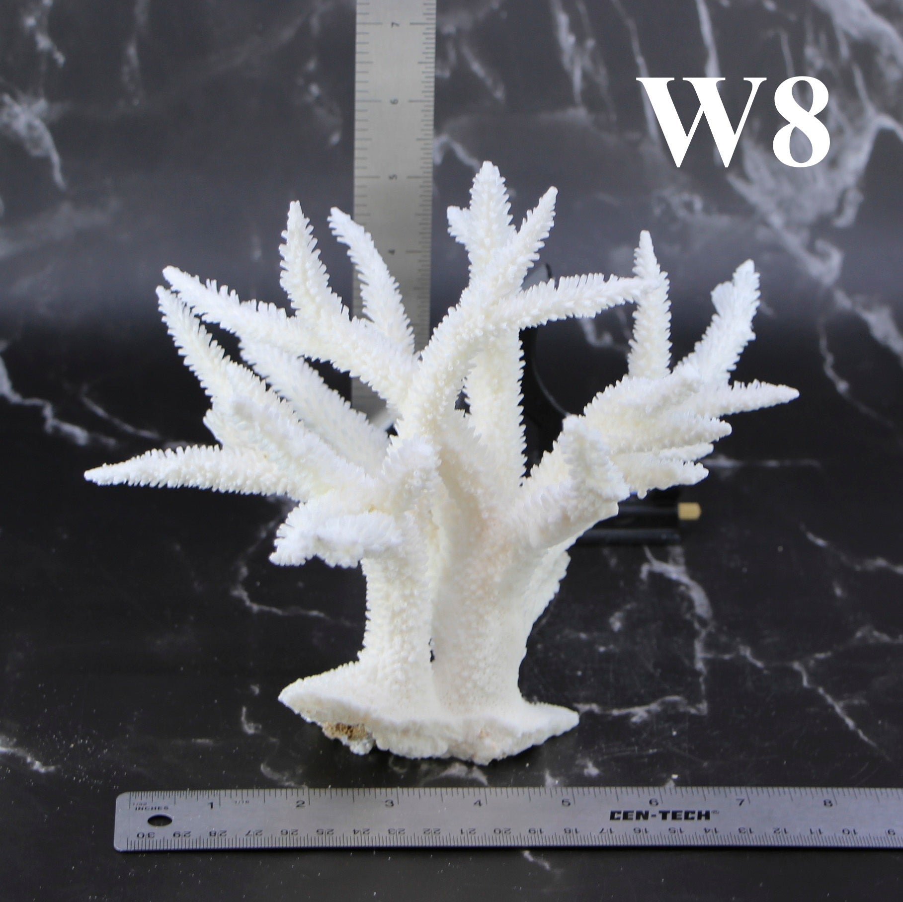 Staghorn Coral 7-10"