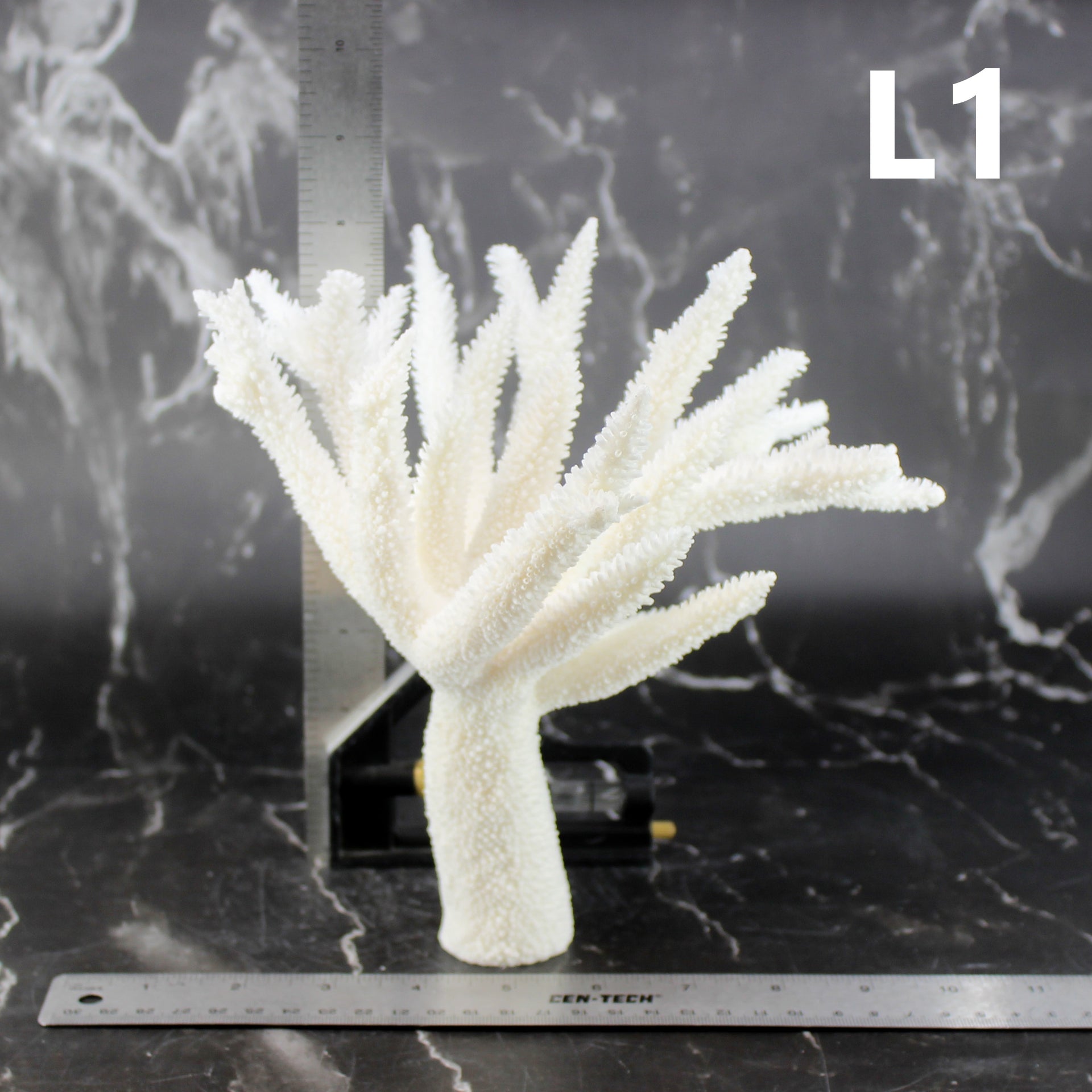 Staghorn Coral 7-10"
