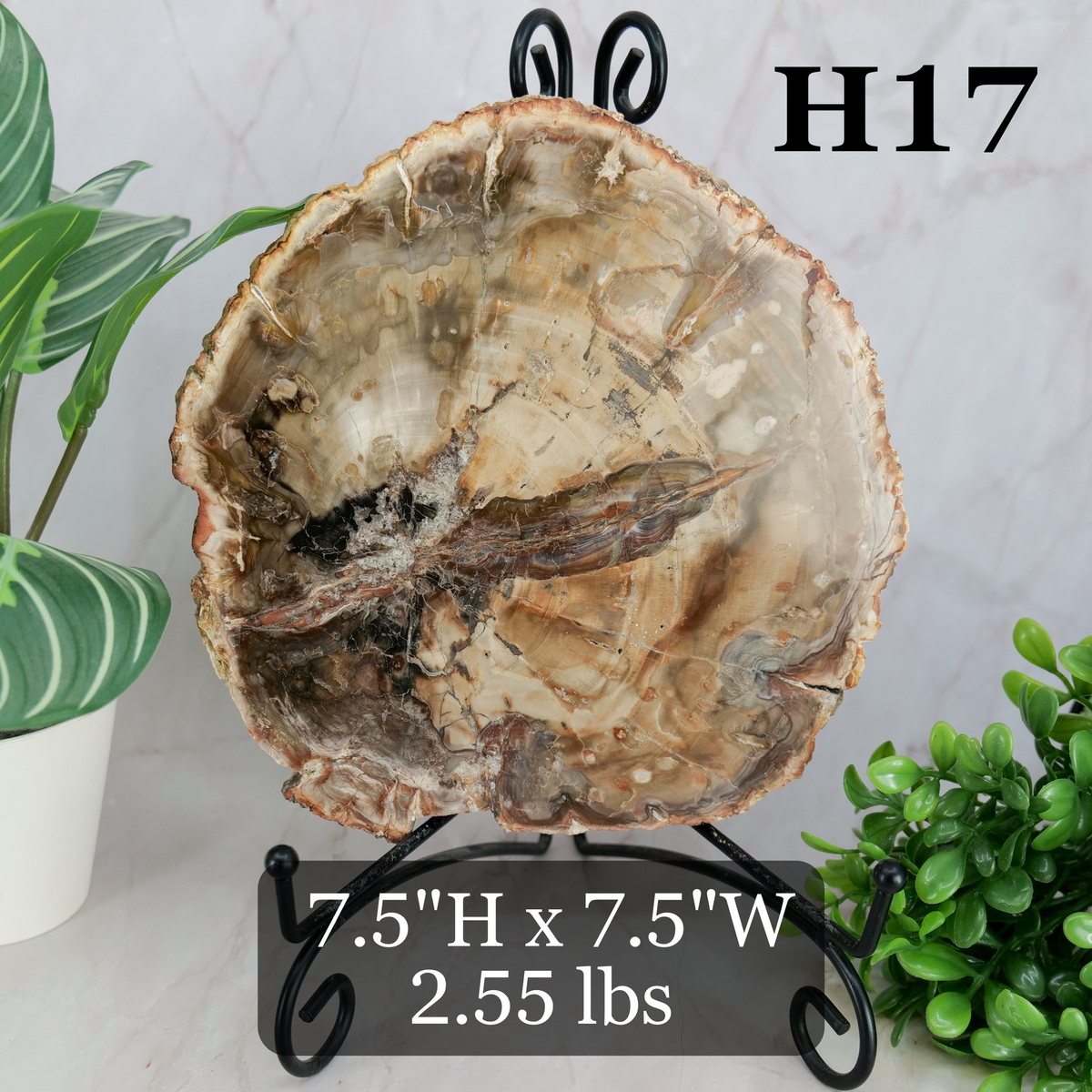 Petrified Wood Slabs 7-10"
