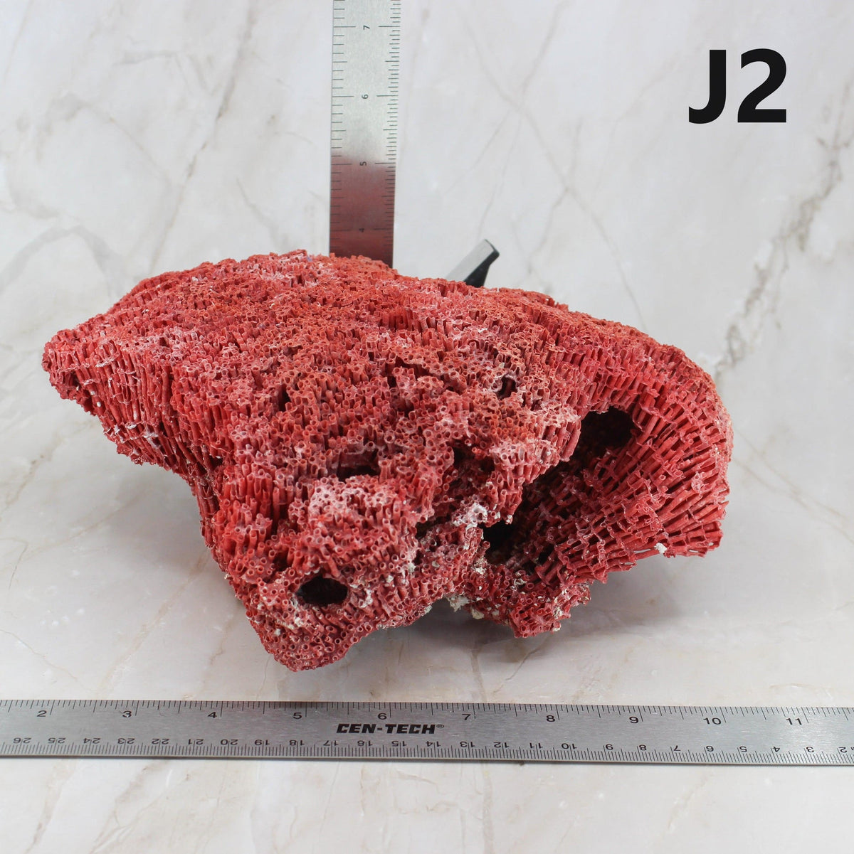 Pipe Organ Coral 7-10"