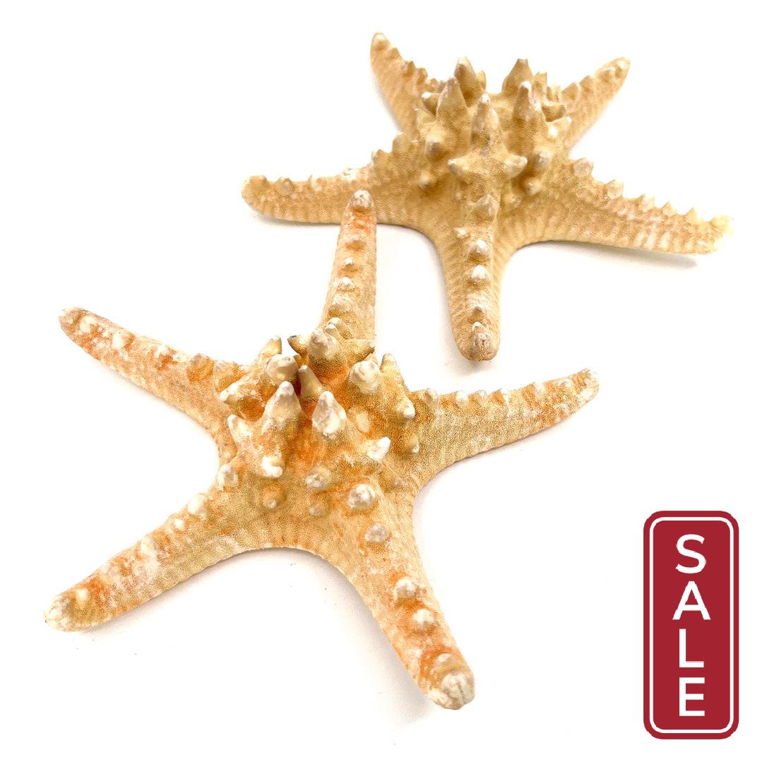 7-8" Natural Nobby Star