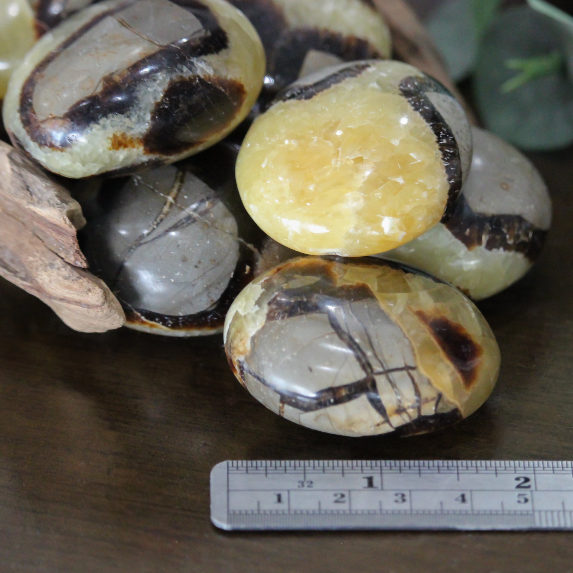 Septarian Palm Stone
