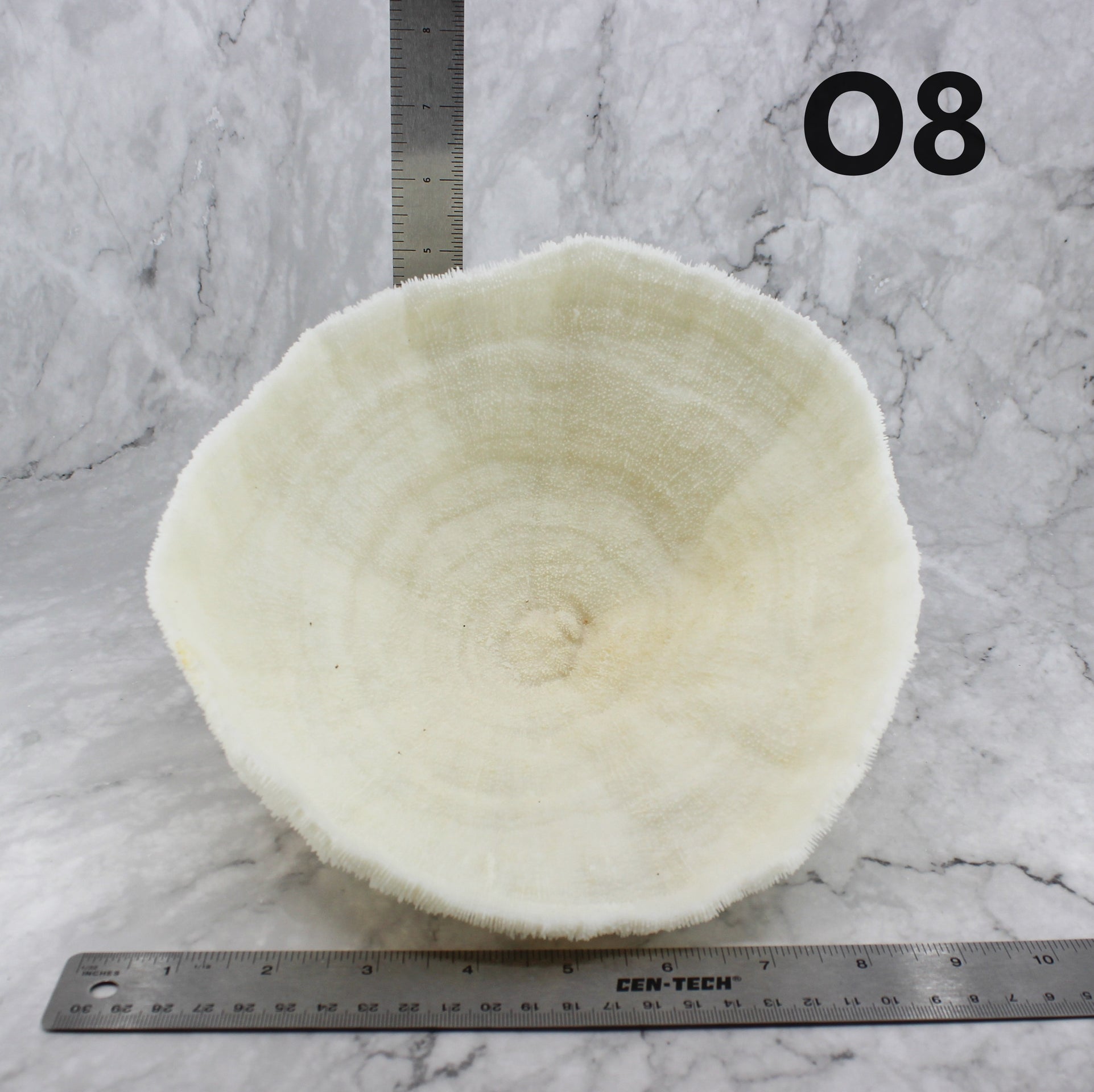 Coral Bowl 8-10"
