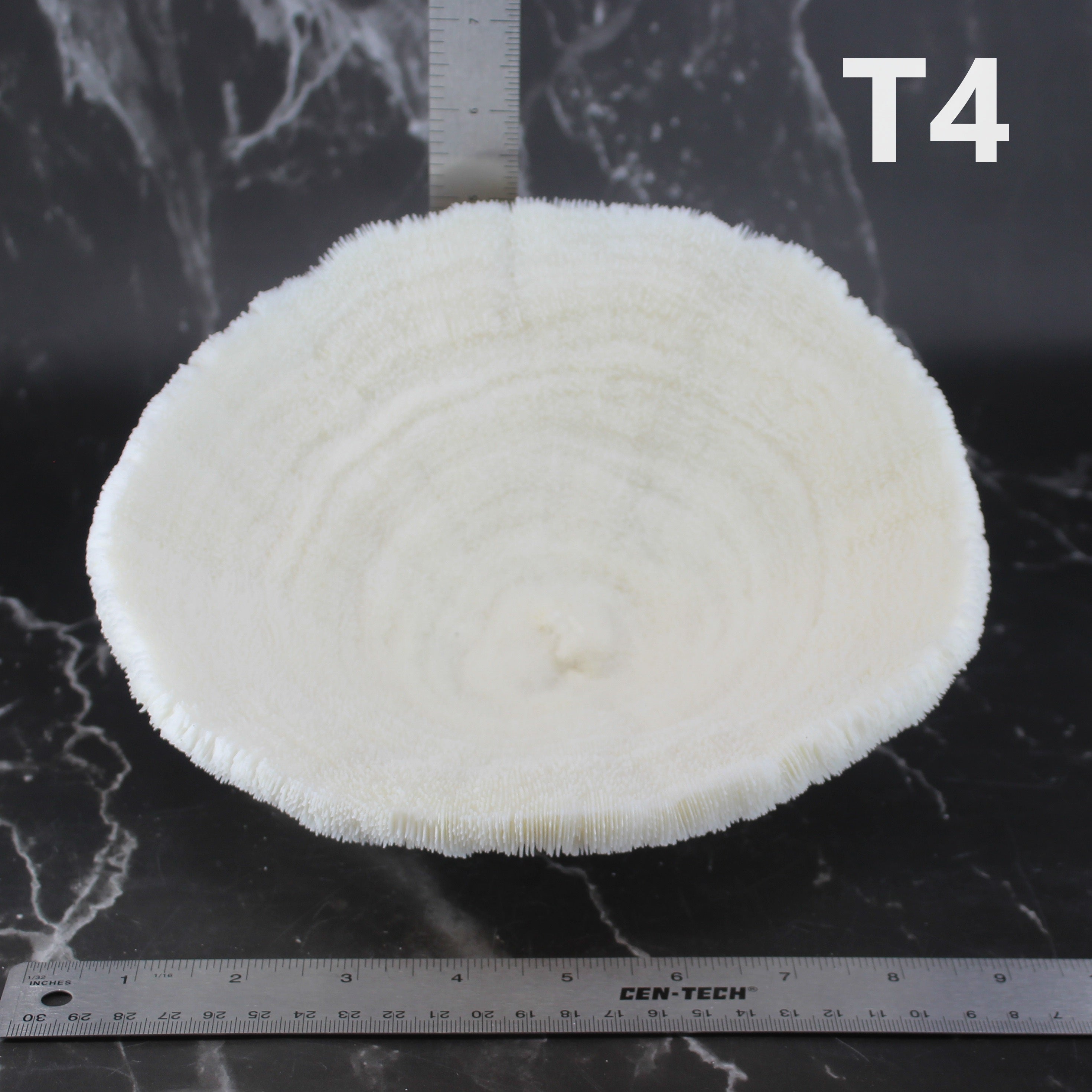 Coral Bowl 8-10"