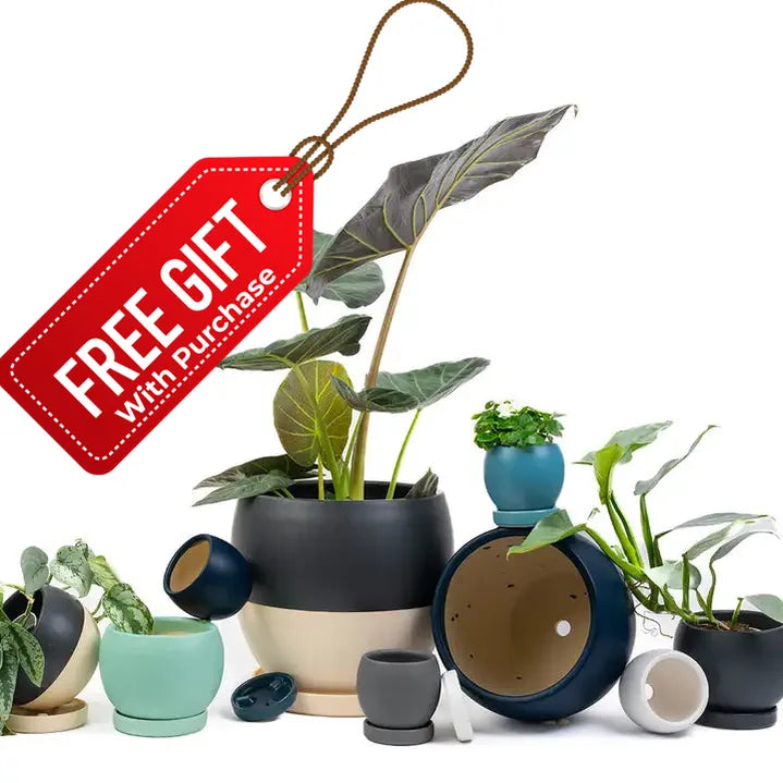 10" Bollé Pots with Water Saucers