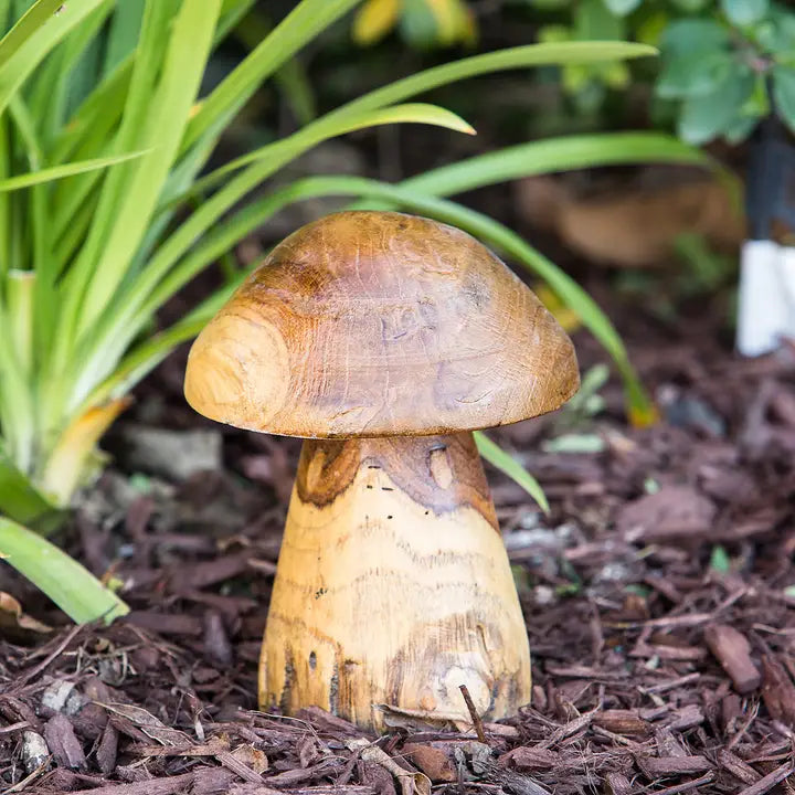 Teak Root Mushrooms