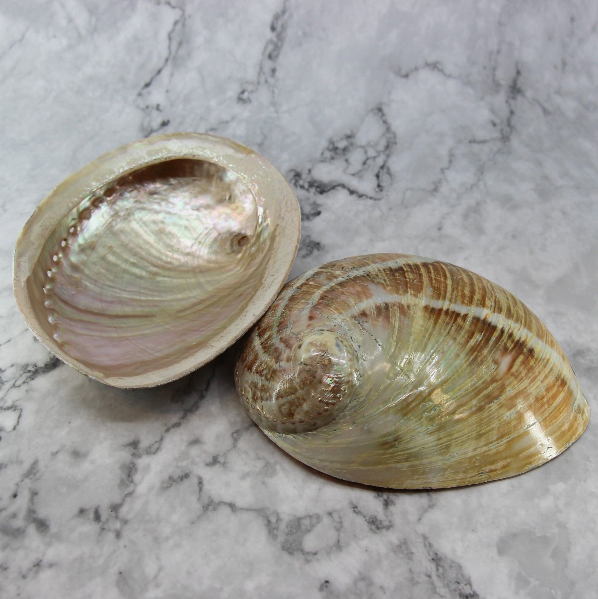 Australian Abalone 6-7"