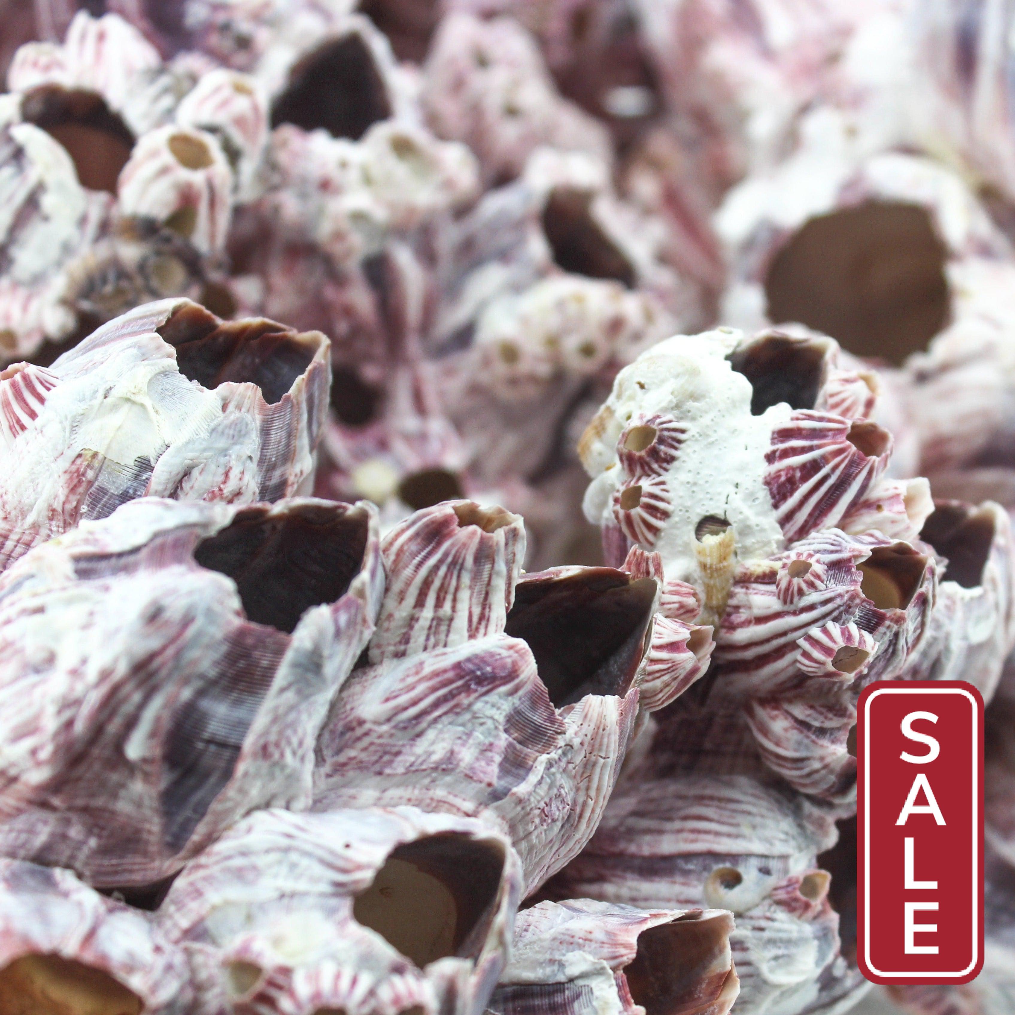 Barnacles 14-18"