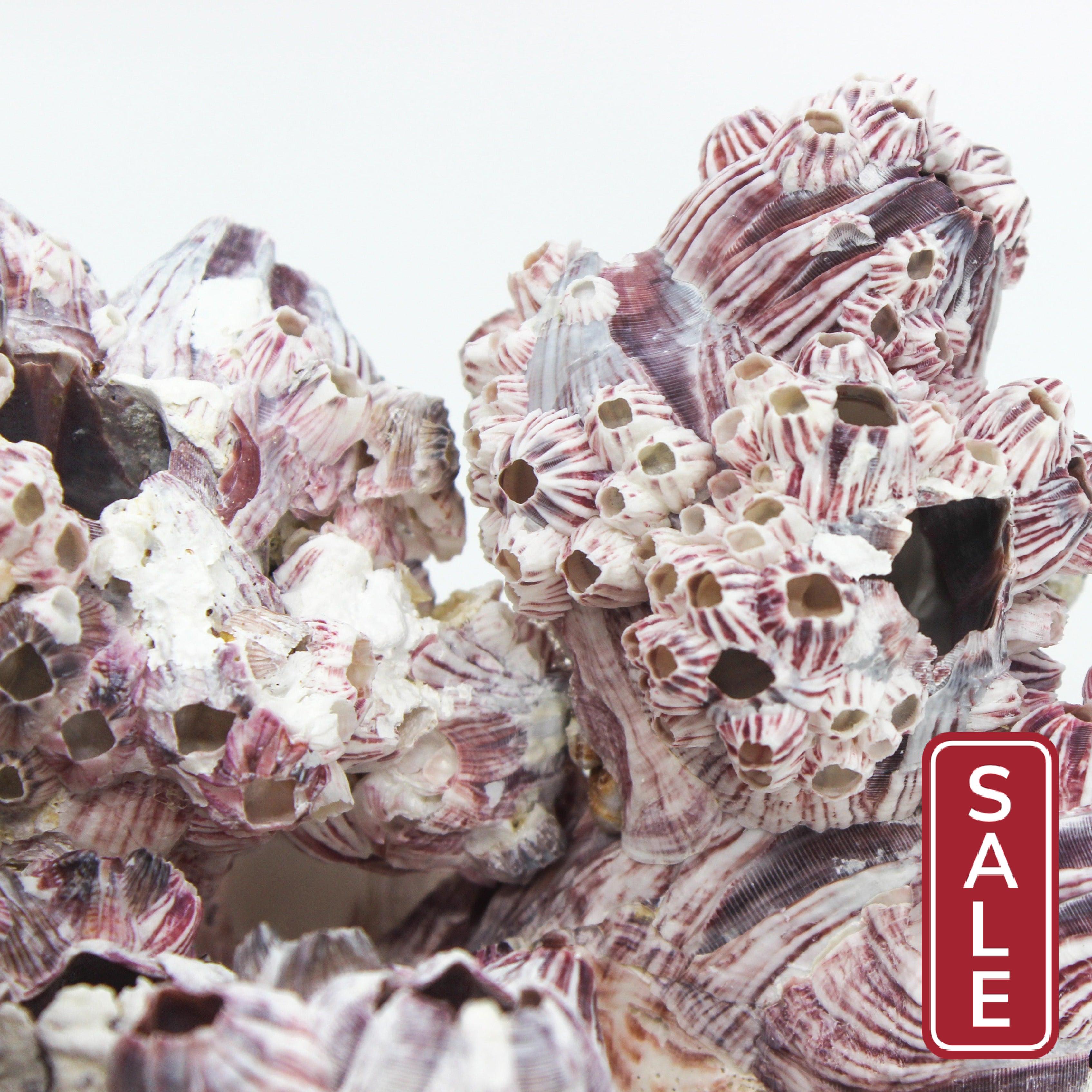 Barnacles 10-12"