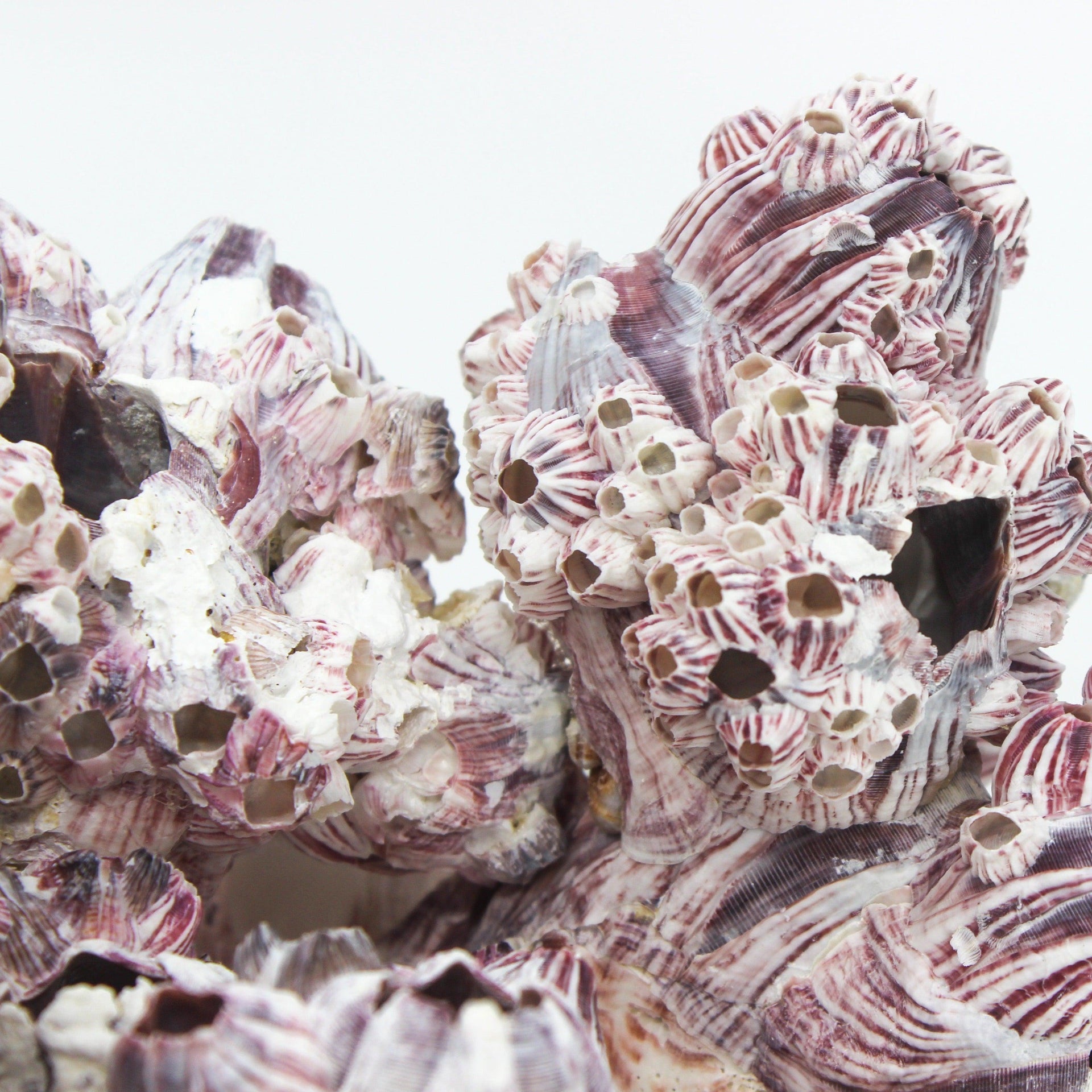 Barnacles 10-12"