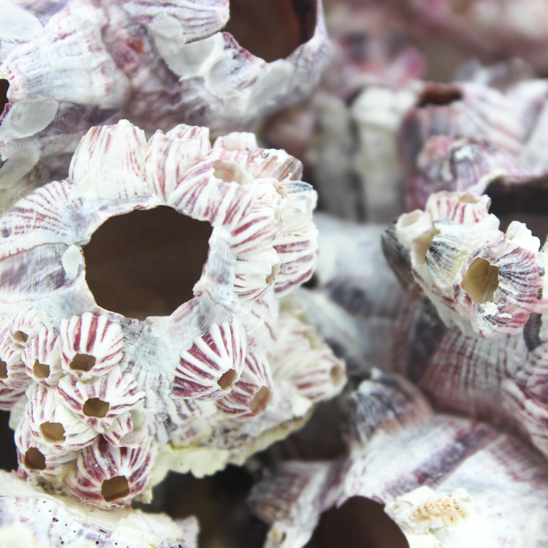 Barnacles 10-12"