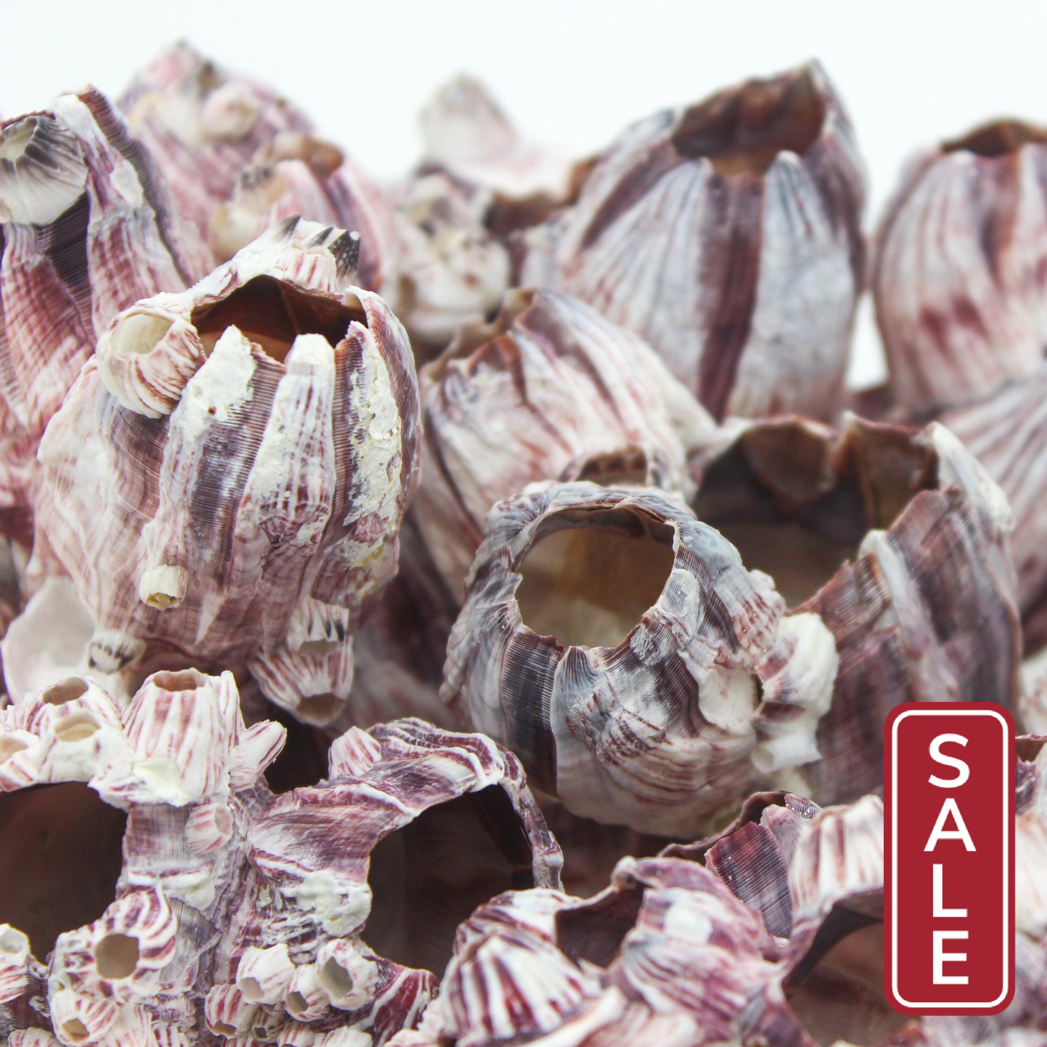 Barnacles 7-10"