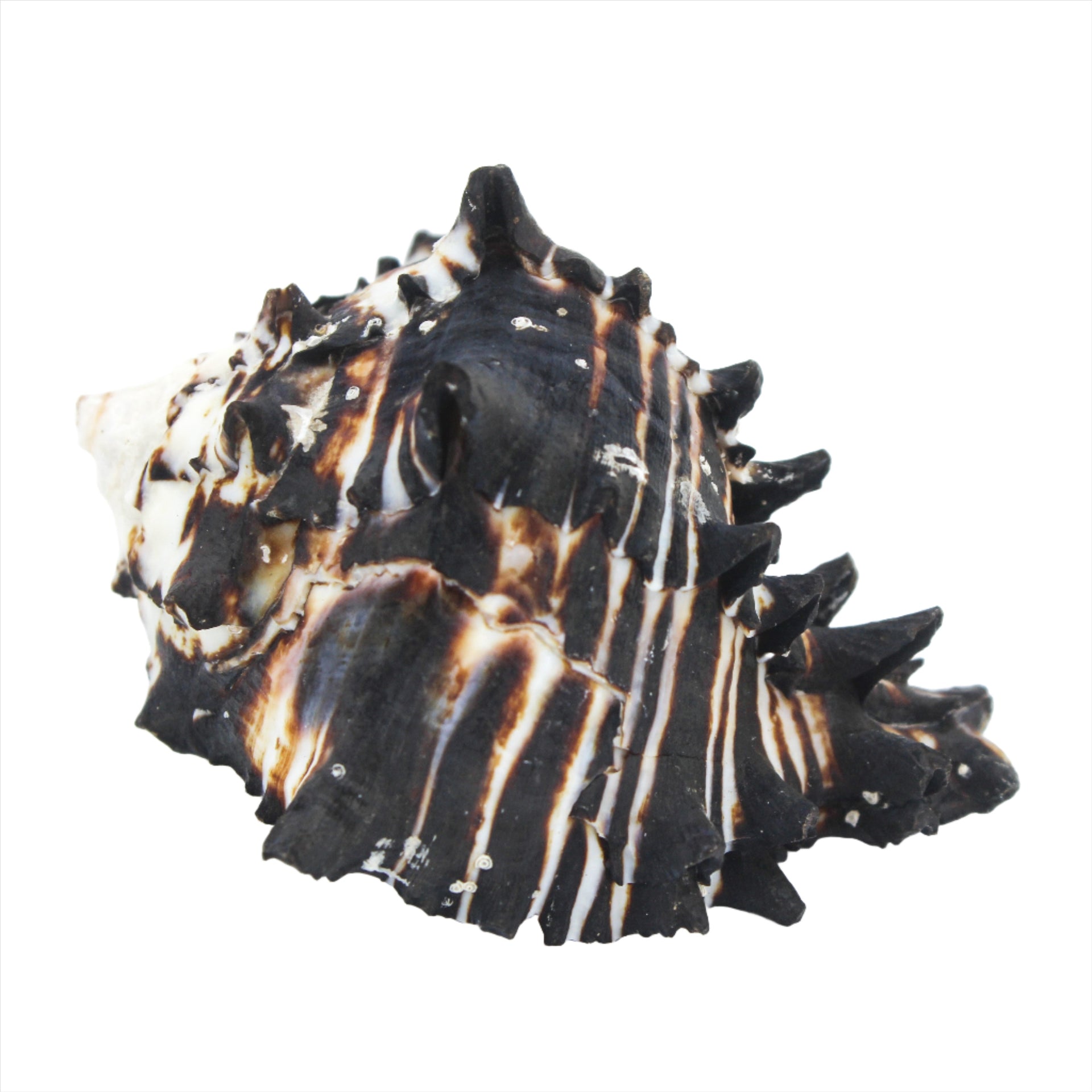 Black Murex 3-4"