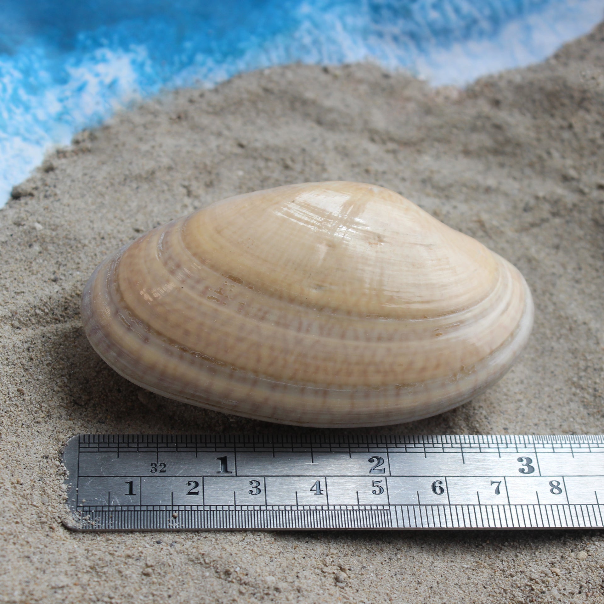 Butterfly Venus Clam