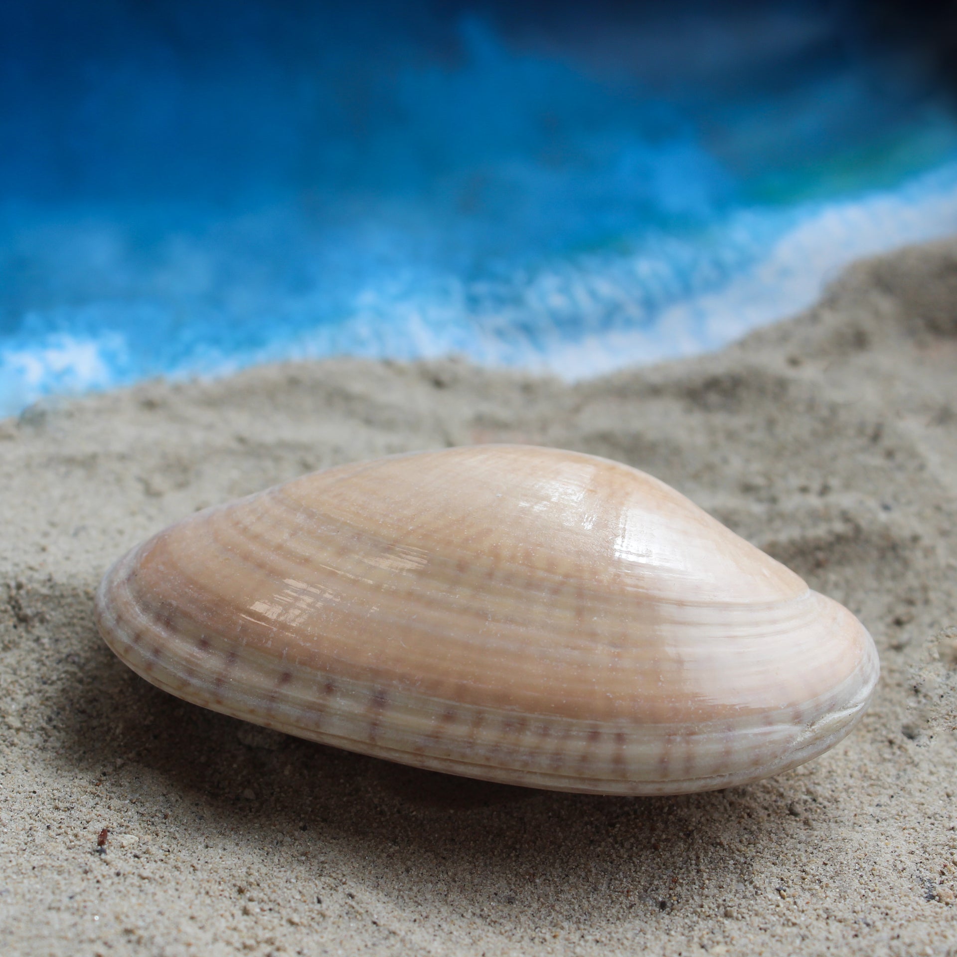 Butterfly Venus Clam