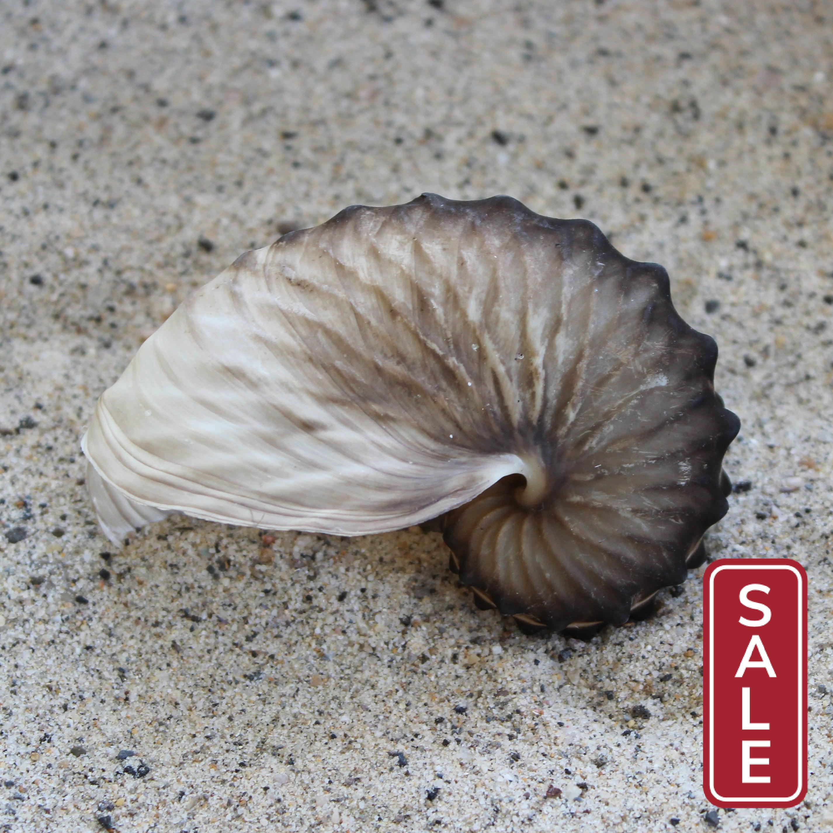 Brown Paper Nautilus 2.5-3"
