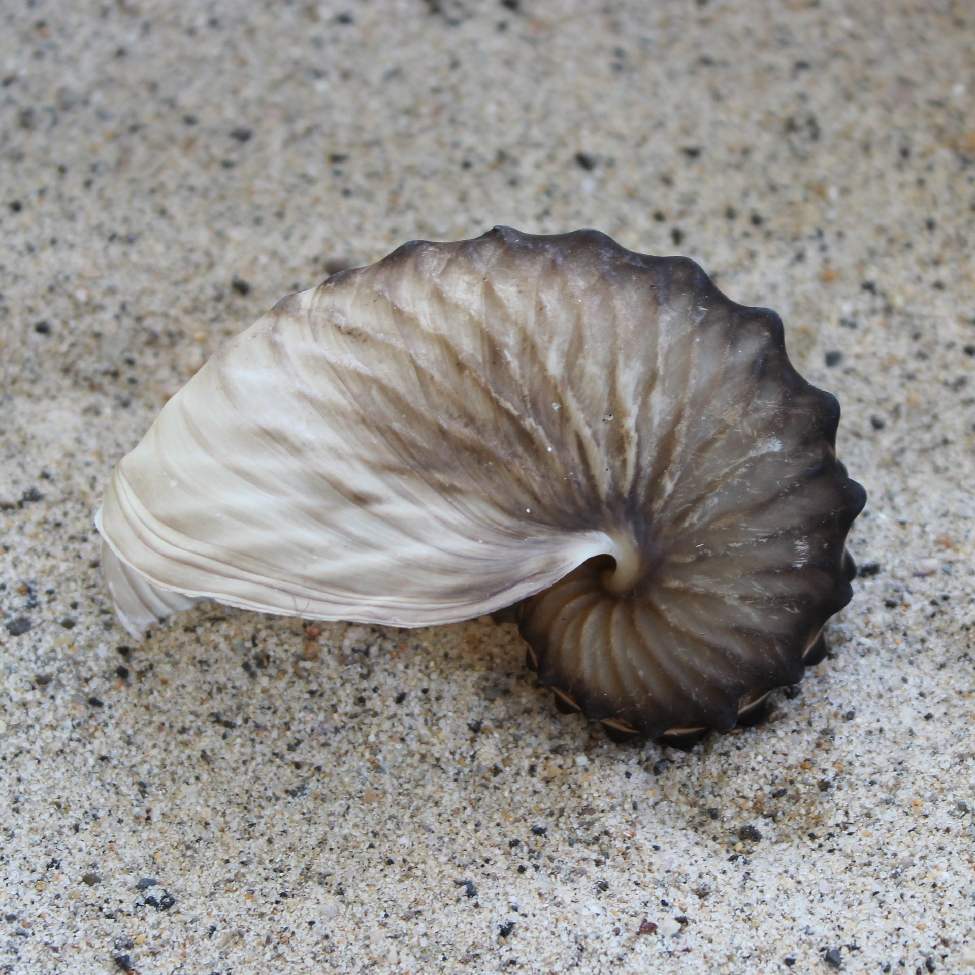 Brown Paper Nautilus 2.5-3"