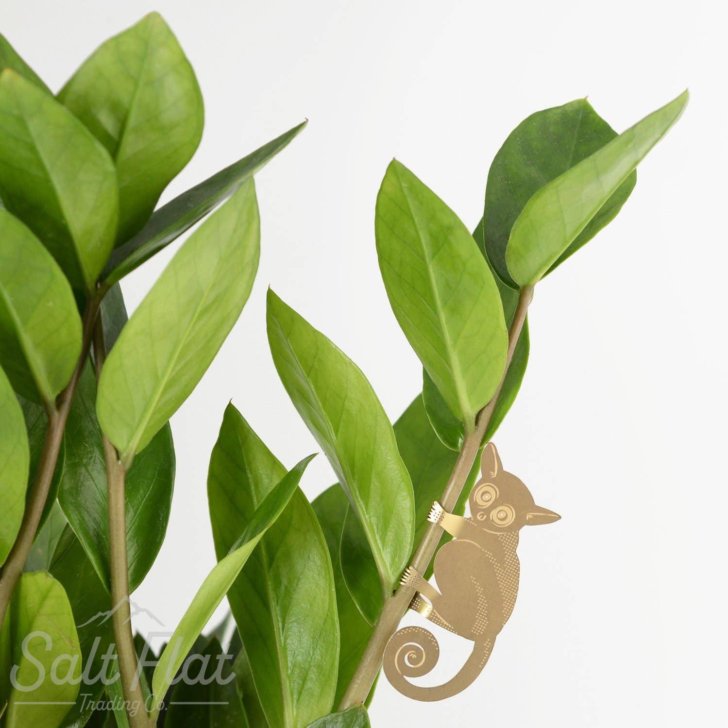 Plant Animals