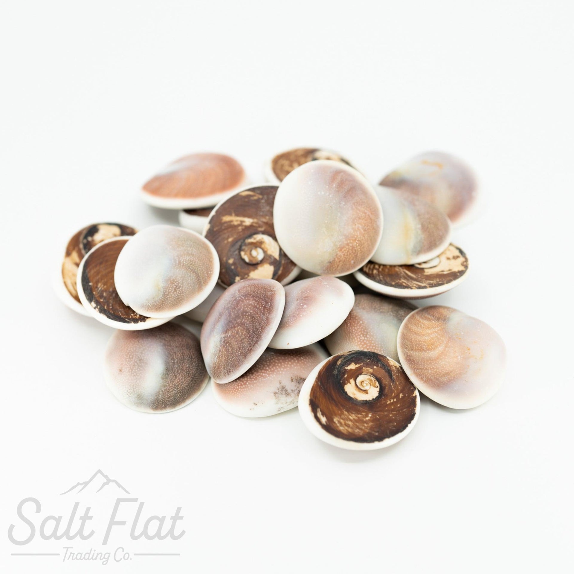 Cat's Eye Rough Shell