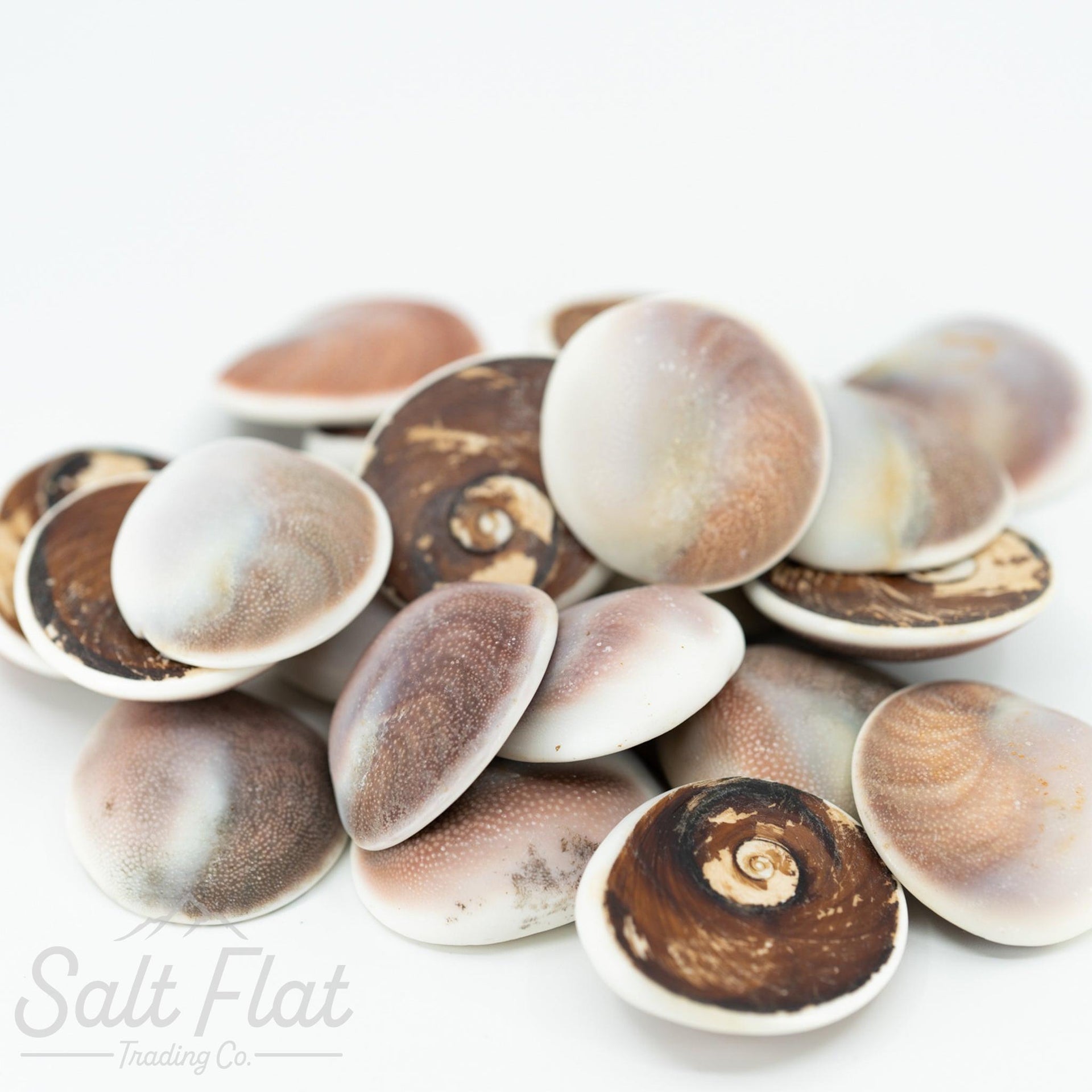 Cat's Eye Rough Shell