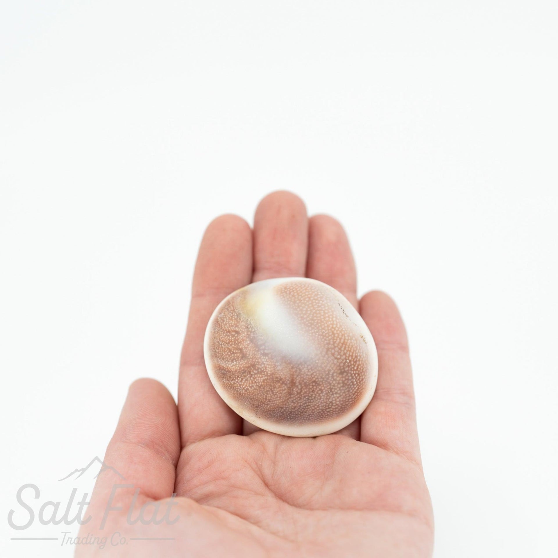 Cat's Eye Rough Shell