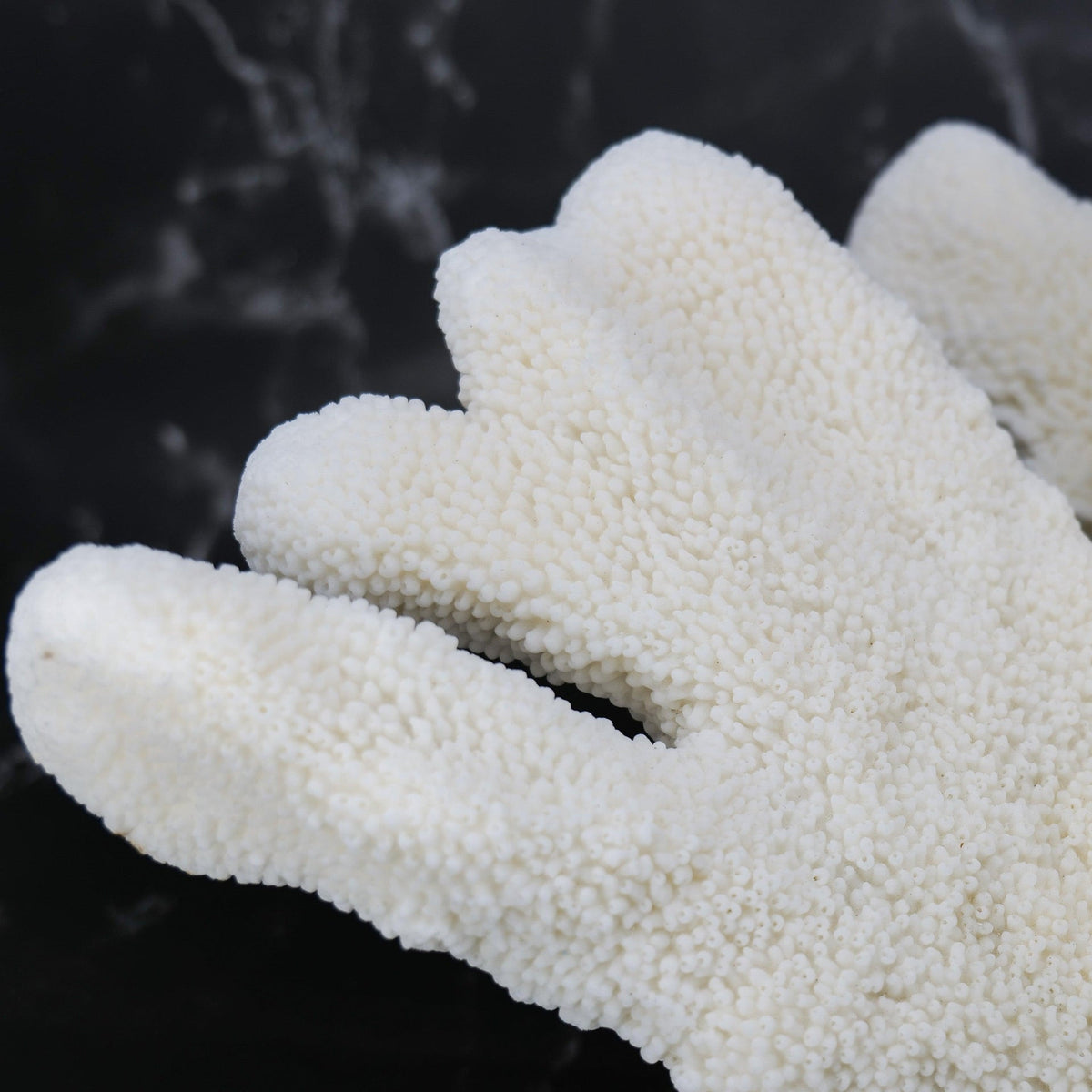 Catspaw Coral 10-12"