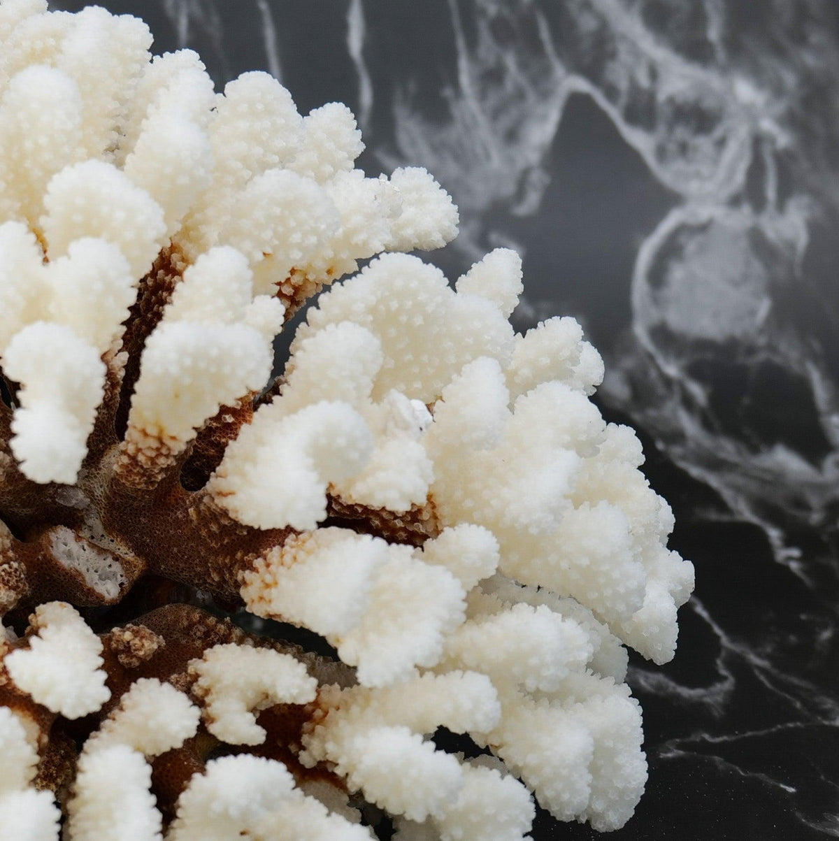 Cluster Coral 10-12"