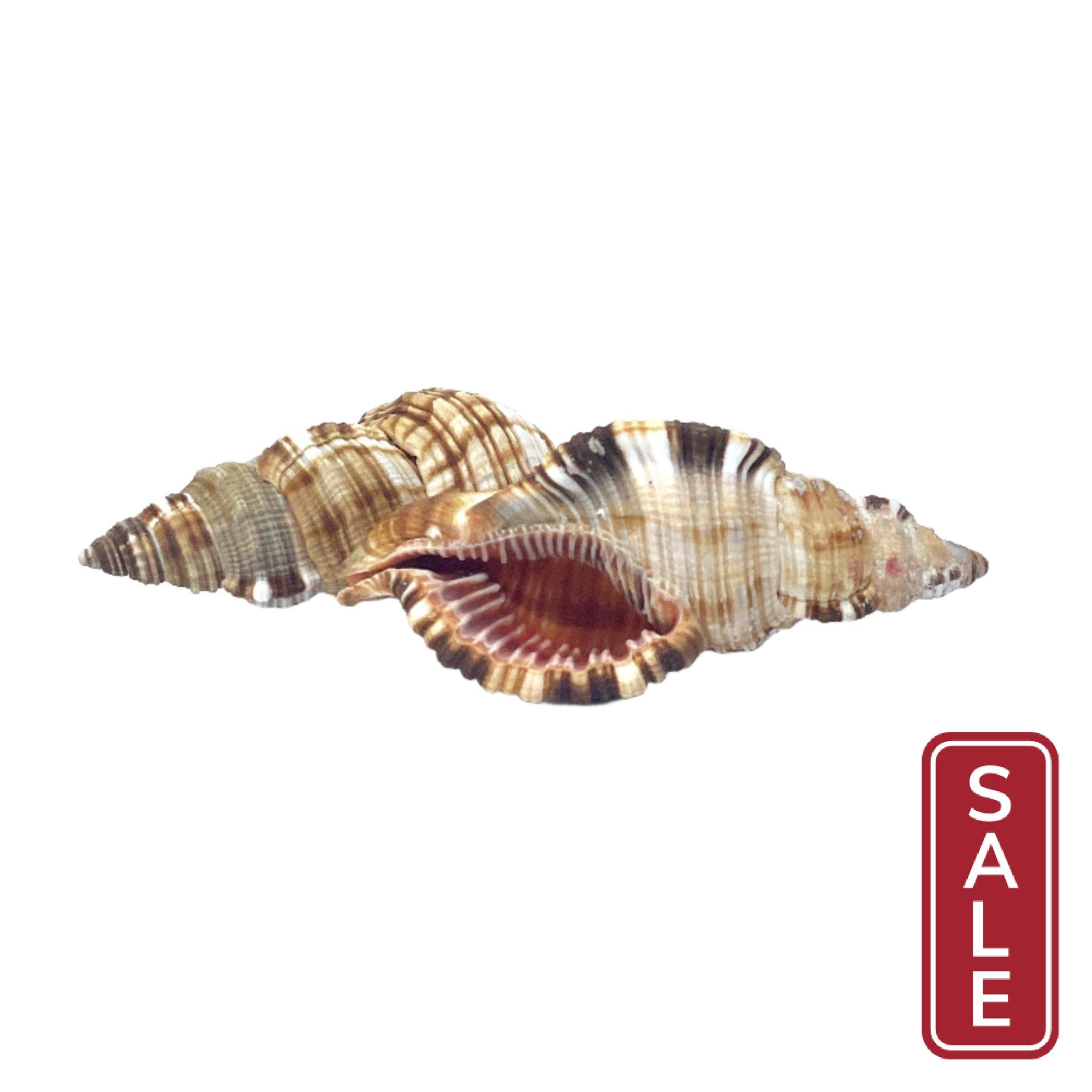 Common Triton