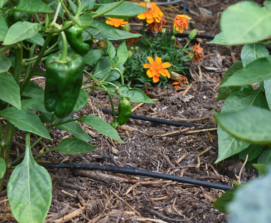 Tuberías de polietileno y líneas de goteo: varios tamaños, distancia entre emisores, longitudes y colores