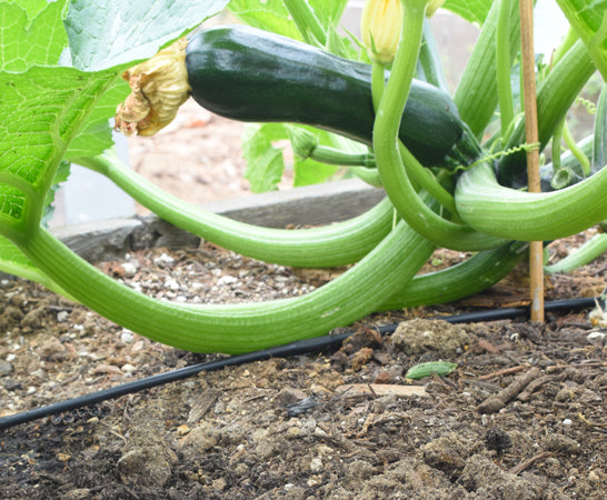 Tuberías de polietileno y líneas de goteo: varios tamaños, distancia entre emisores, longitudes y colores