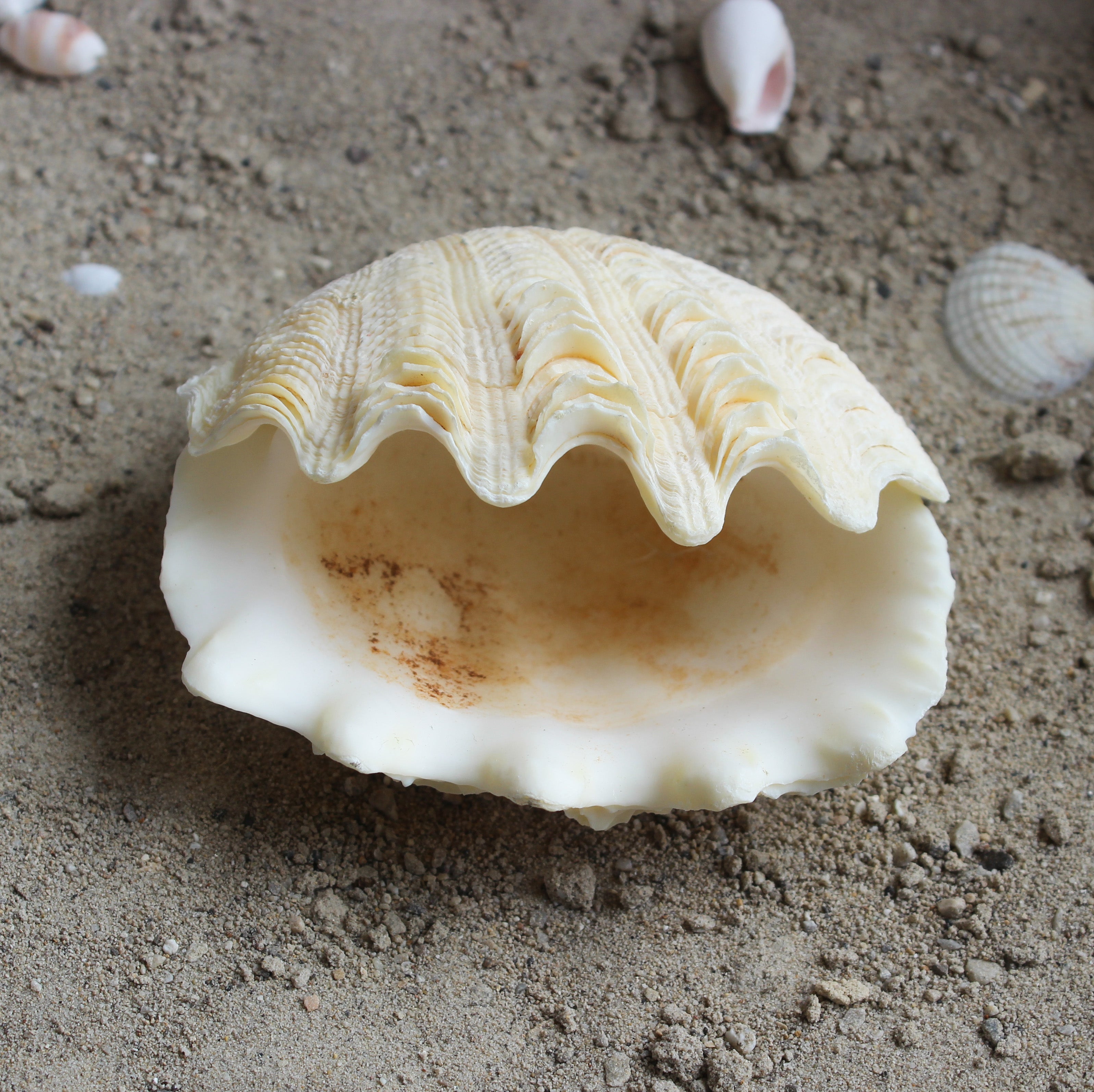 Derase Clams