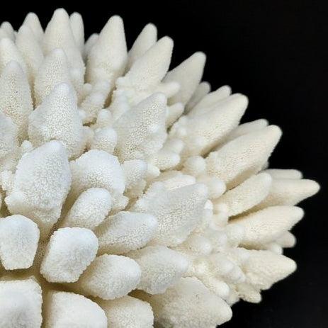 Finger Coral 14-18"
