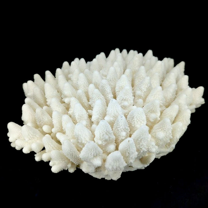 Finger Coral 14-18"