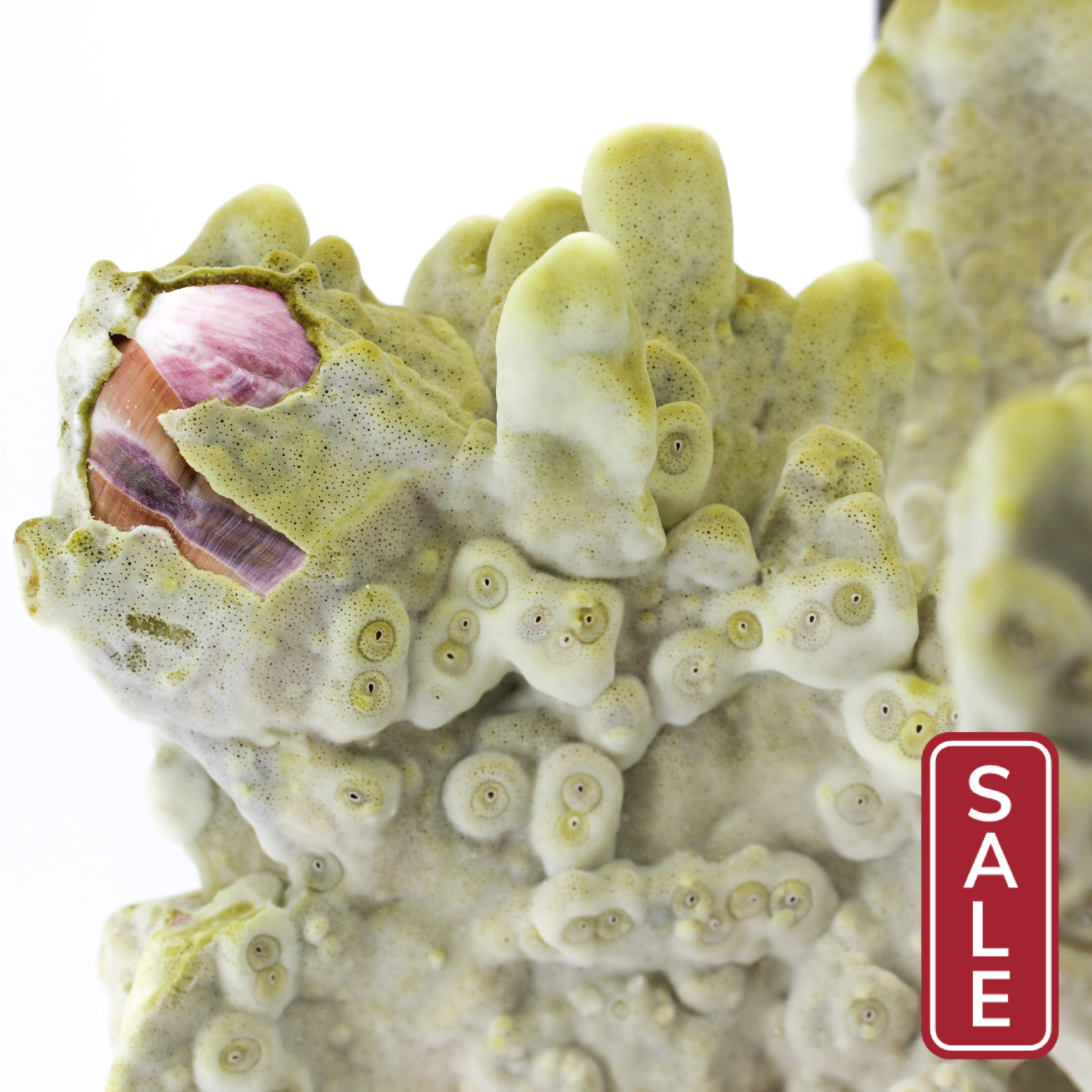 Fire Slab Coral 12-14"
