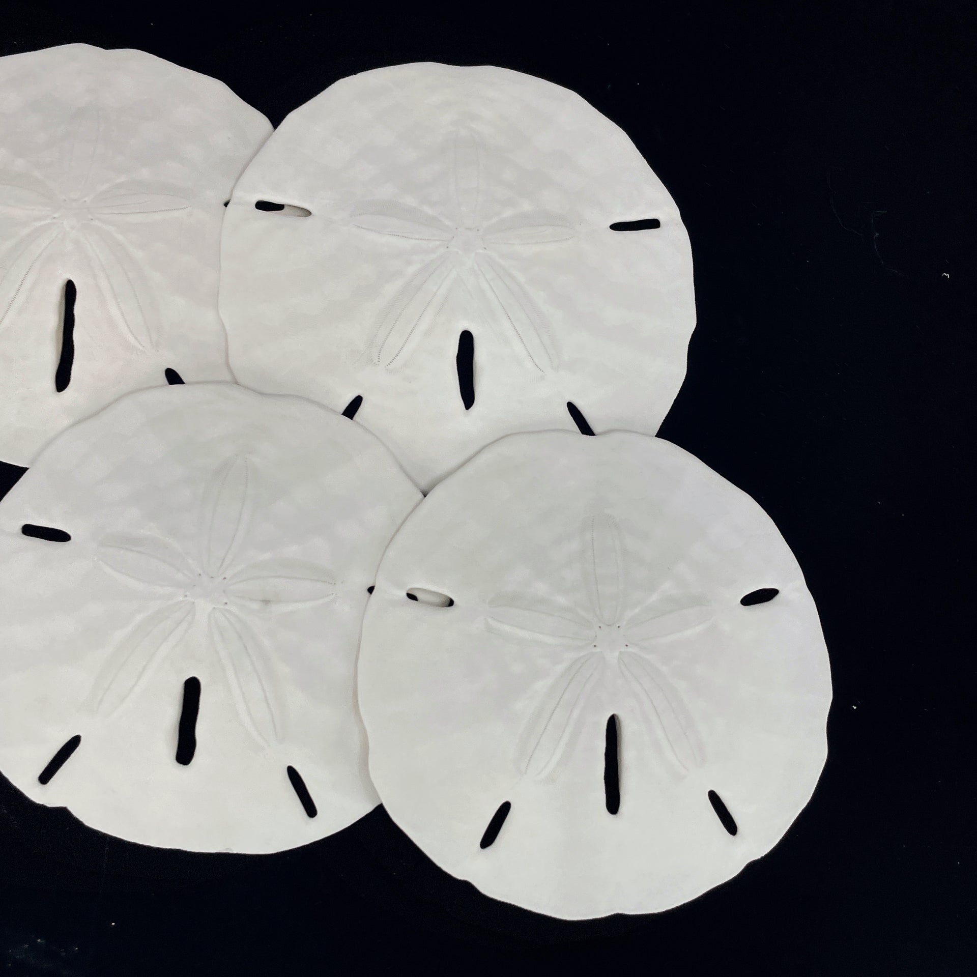 Florida Keyhole Sandollar