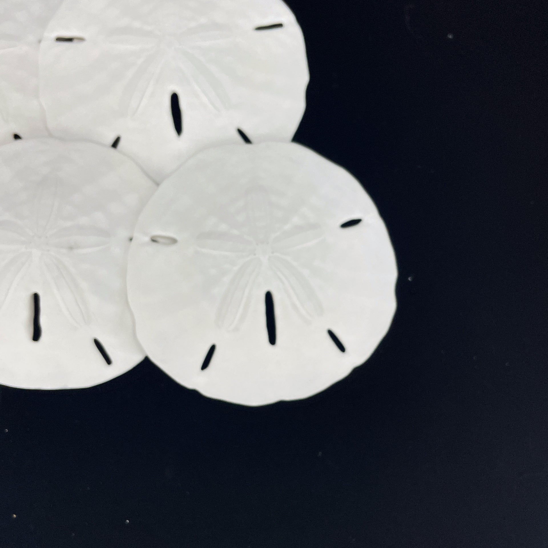 Florida Keyhole Sandollar