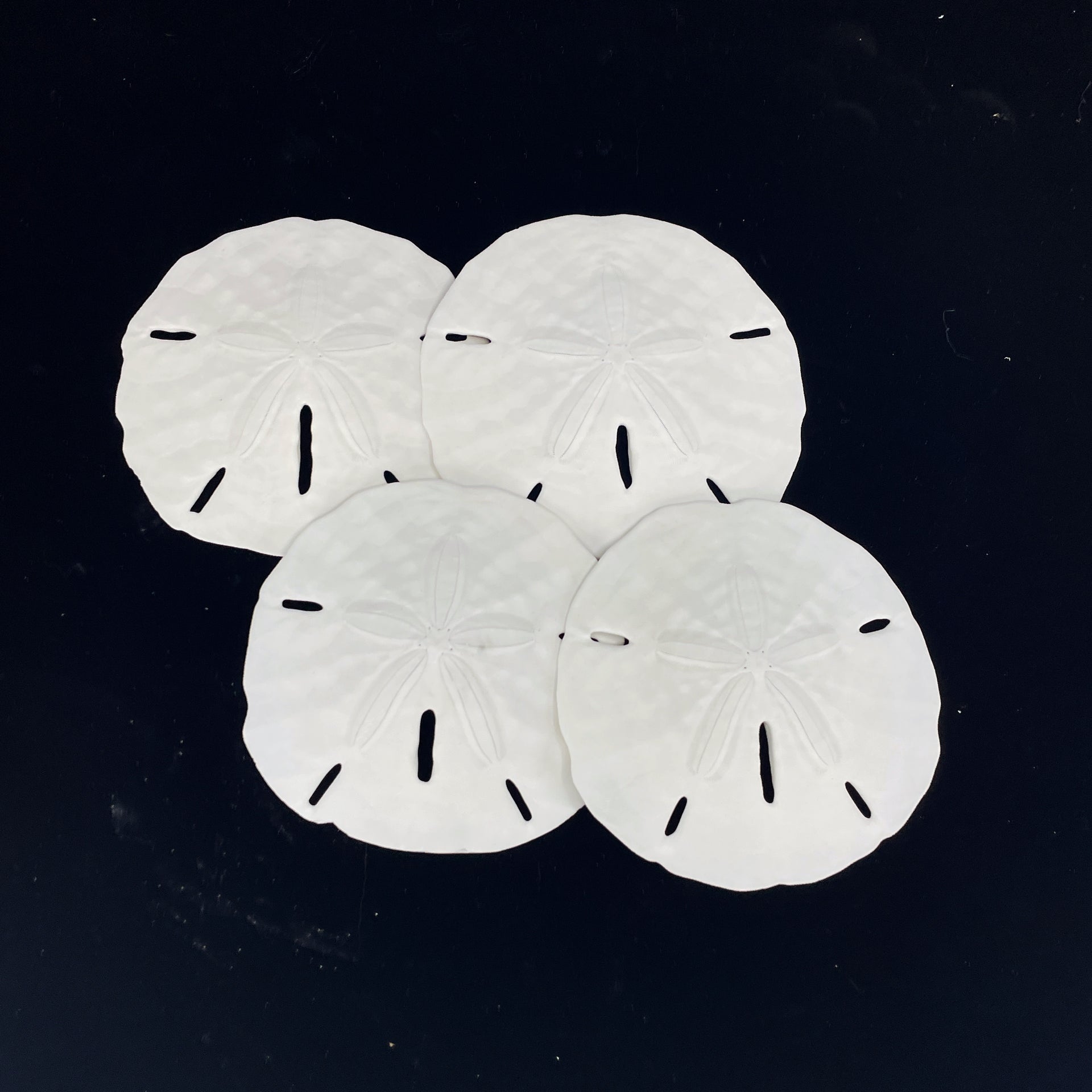 Florida Keyhole Sandollar