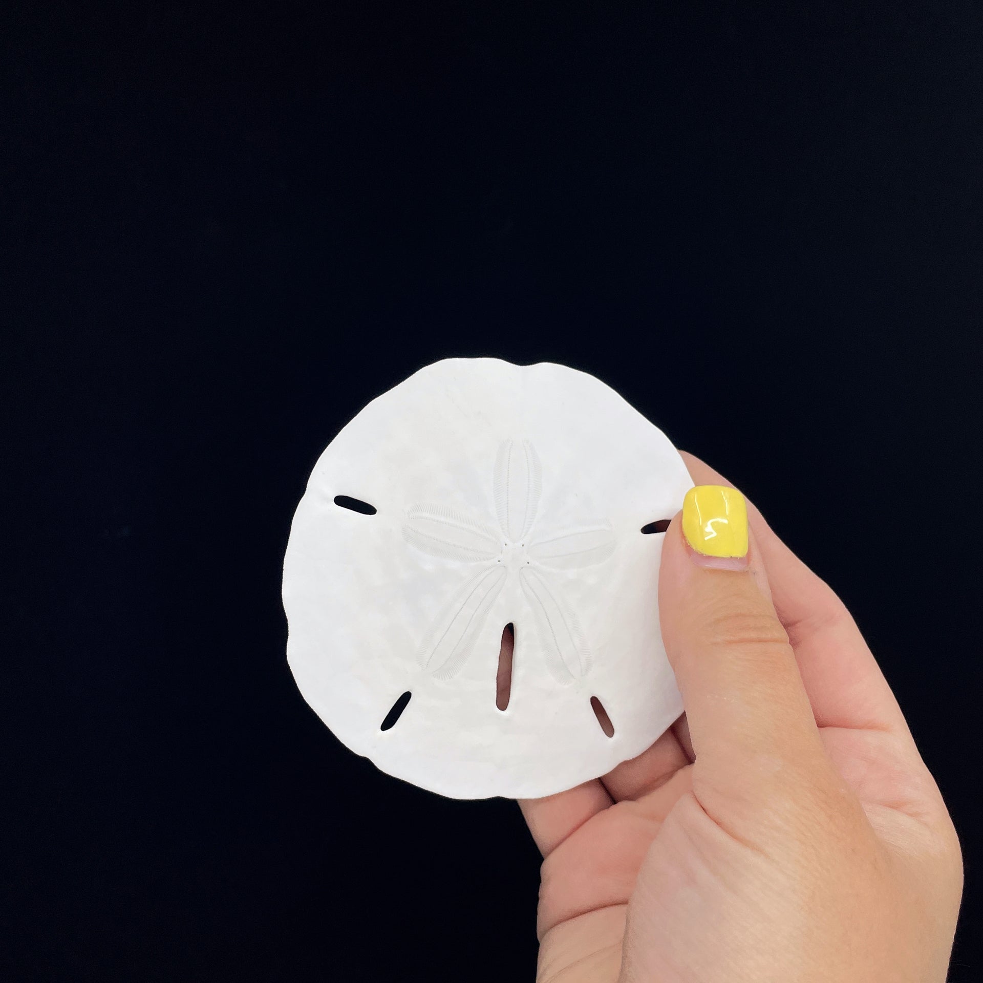 Florida Keyhole Sandollar