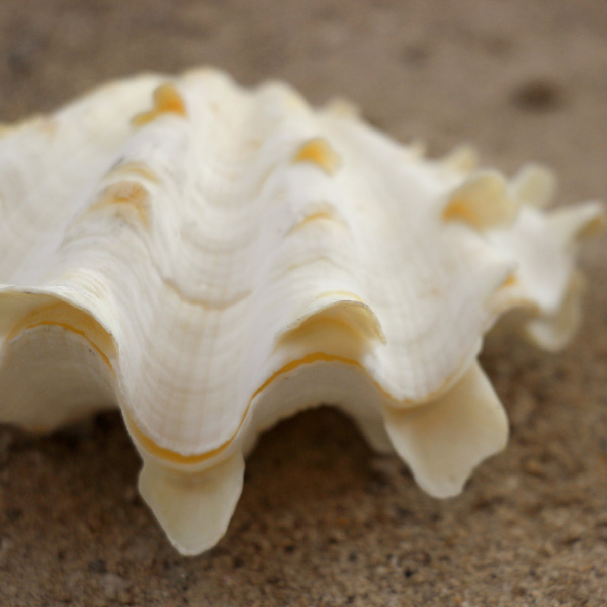 Fluted Clams